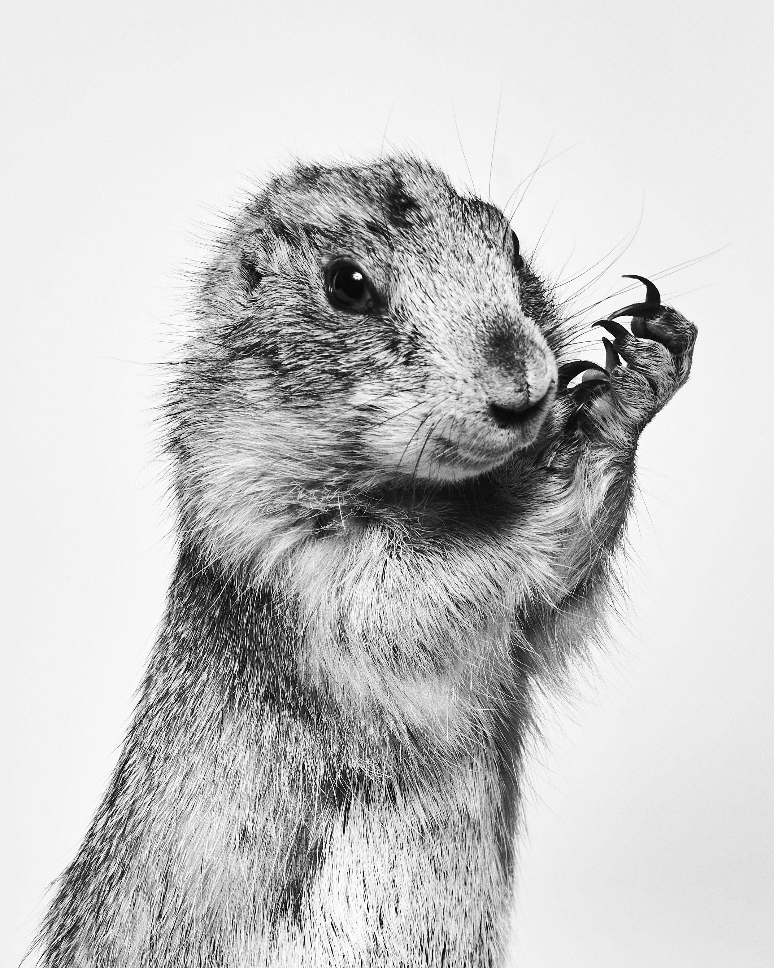 042222_TheAtlantic_Animals_11_PrairieDog_0007 1 copy.jpg