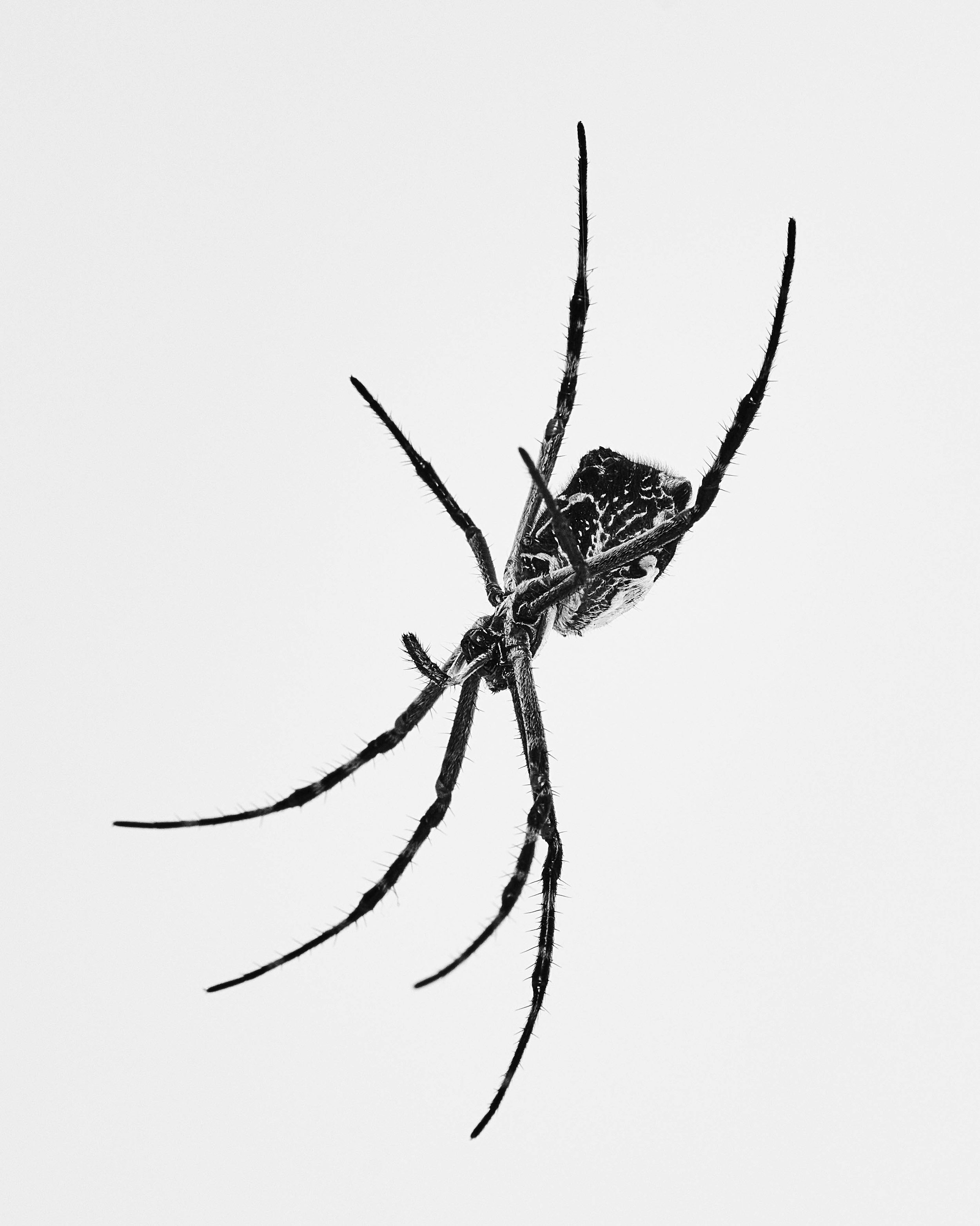 042222_TheAtlantic_Animals_3_OrbWeaver_1903 copy.jpg