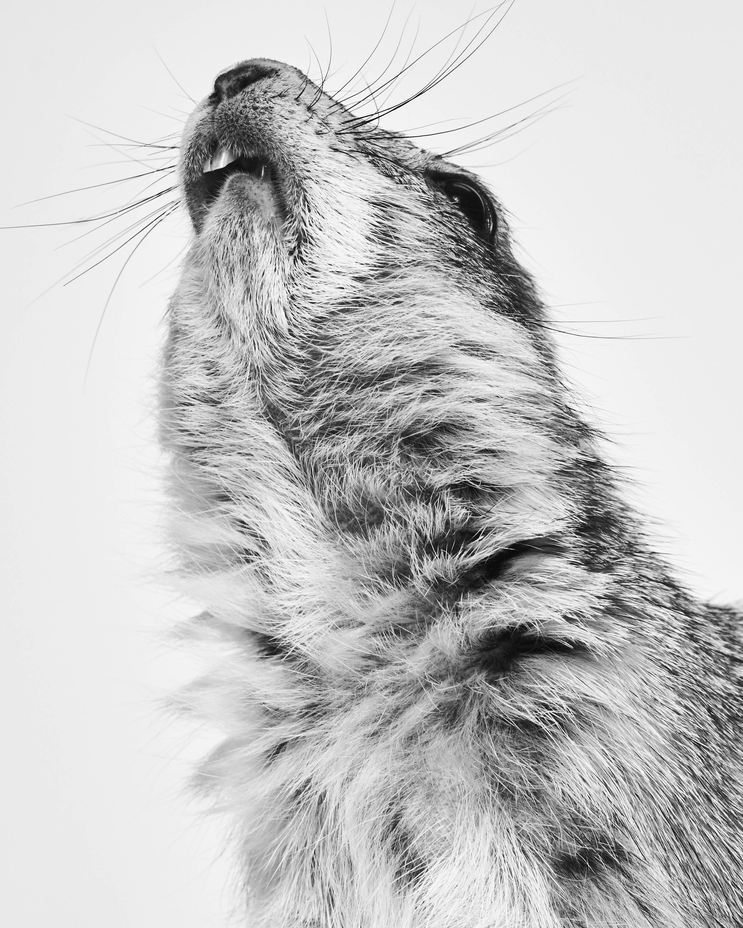 042222_TheAtlantic_Animals_11_PrairieDog_0006 copy.jpg