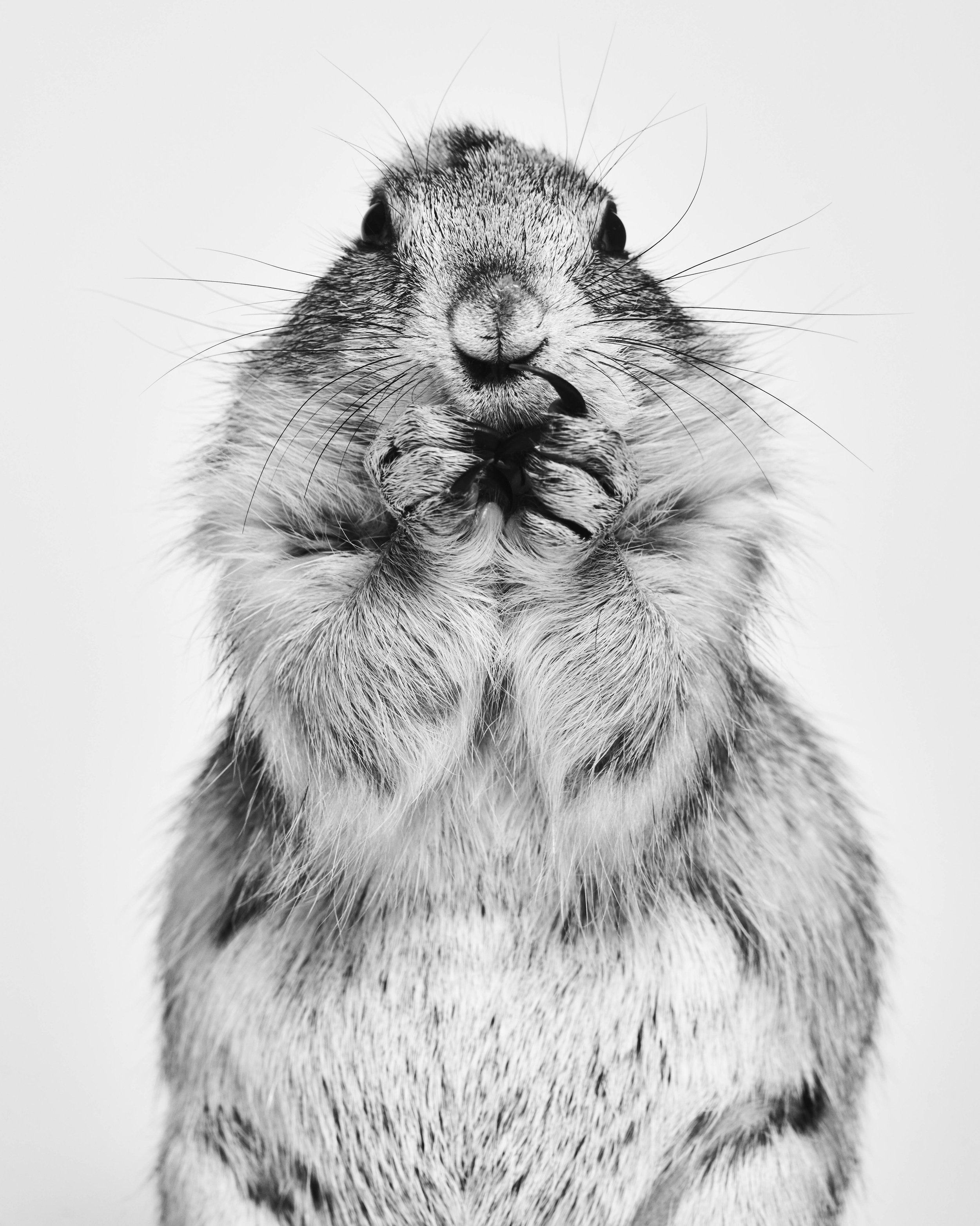 042222_TheAtlantic_Animals_11_PrairieDog_0003 copy.jpg