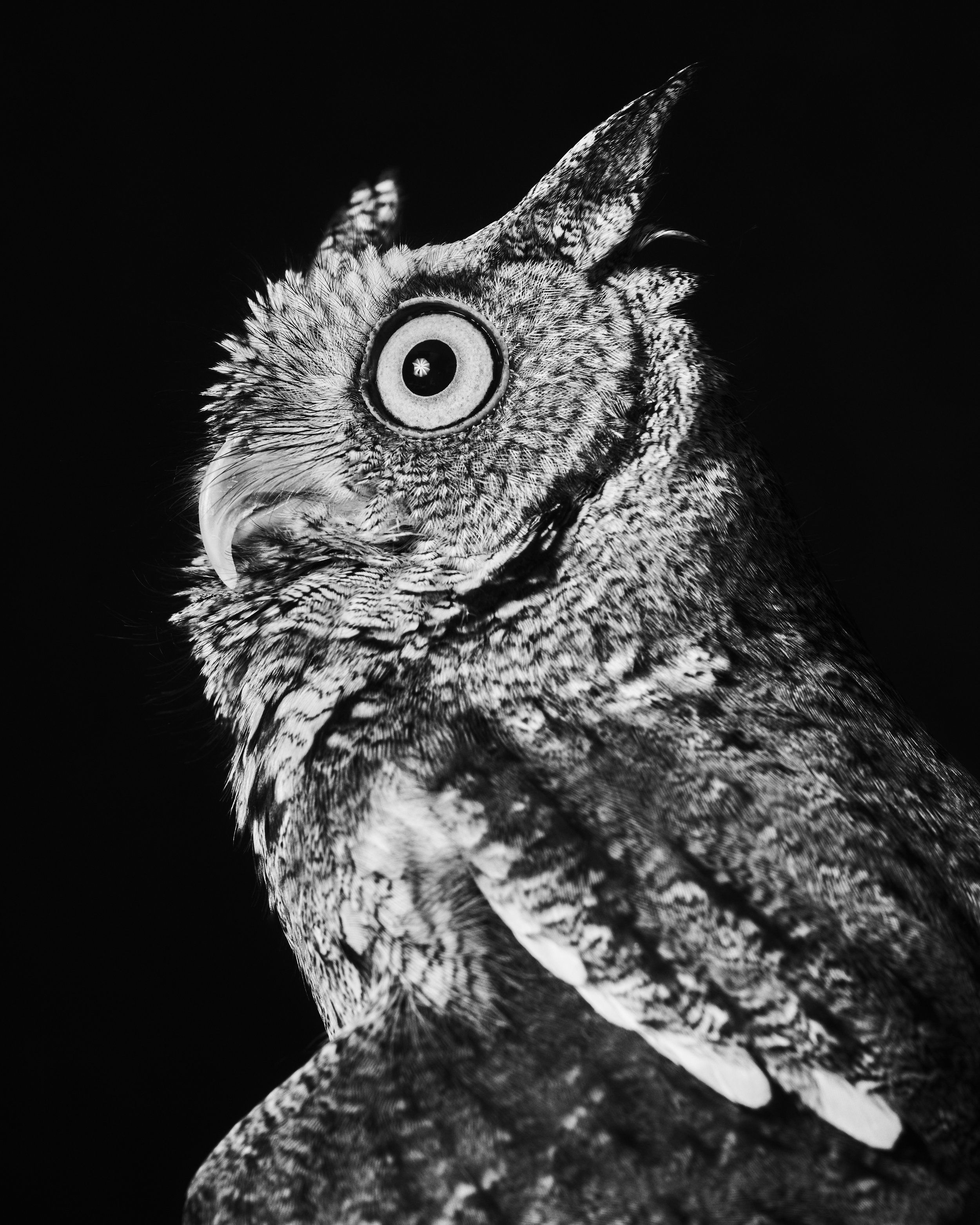 042222_TheAtlantic_Animals_Mowgli_EasternScreechOwl_051 copy.jpg