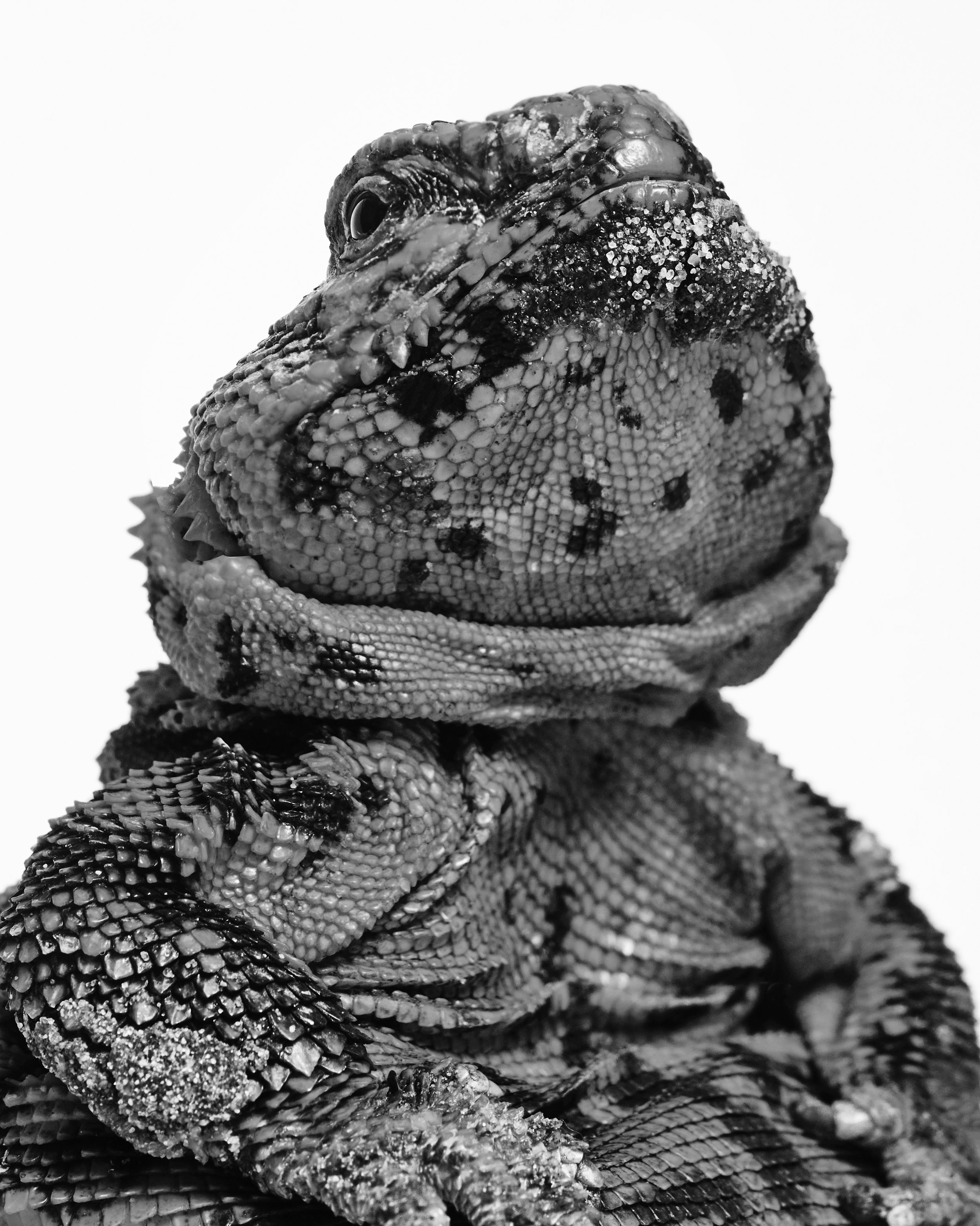 042222_TheAtlantic_Animals7724 copy BW.jpg