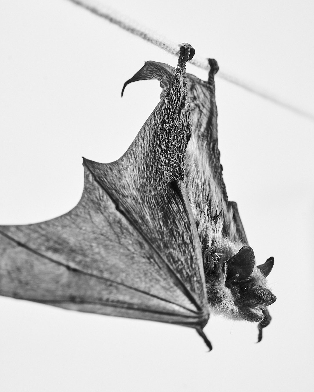 042222_TheAtlantic_Animals_Bat04_012.jpg