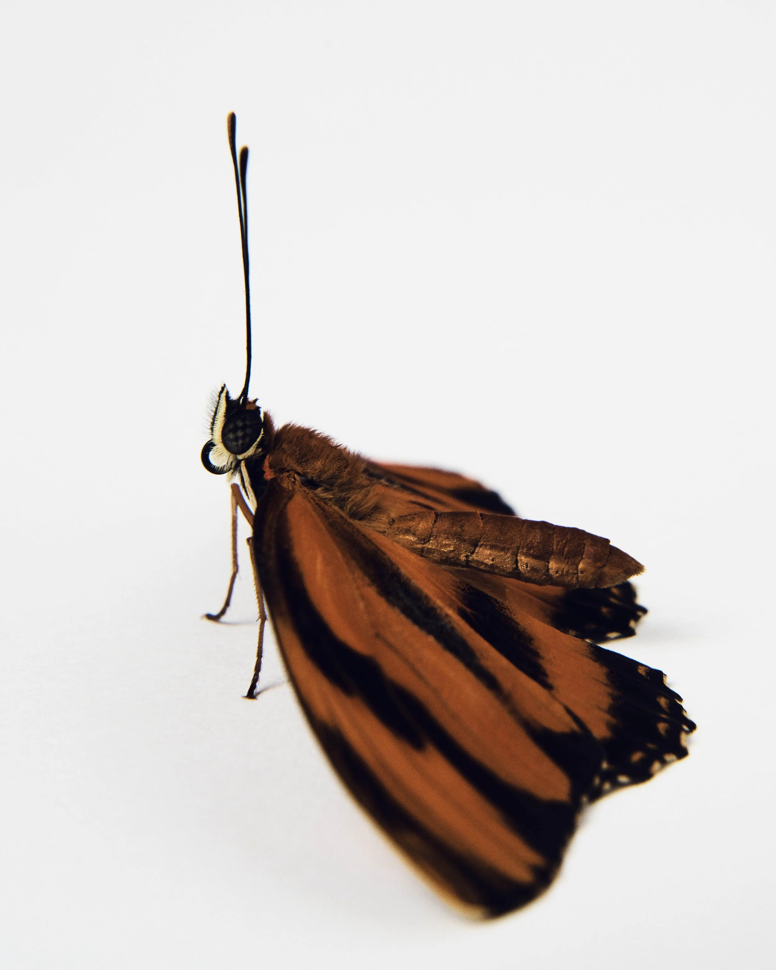 042423_NHM_Insects_BandedOrangeButterfly_004 copy.jpg