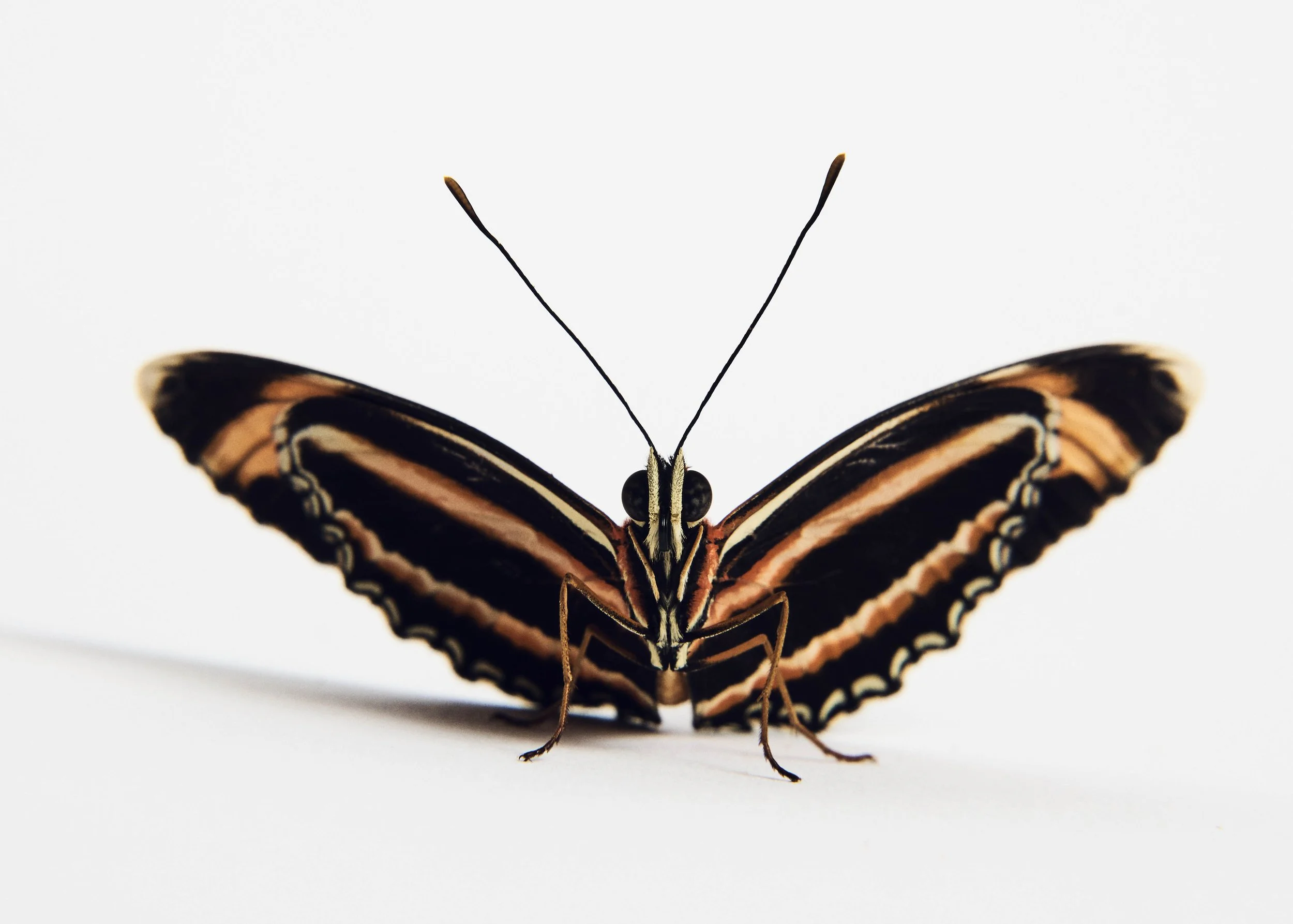 042423_NHM_Insects_BandedOrangeButterfly_003 copy.jpg