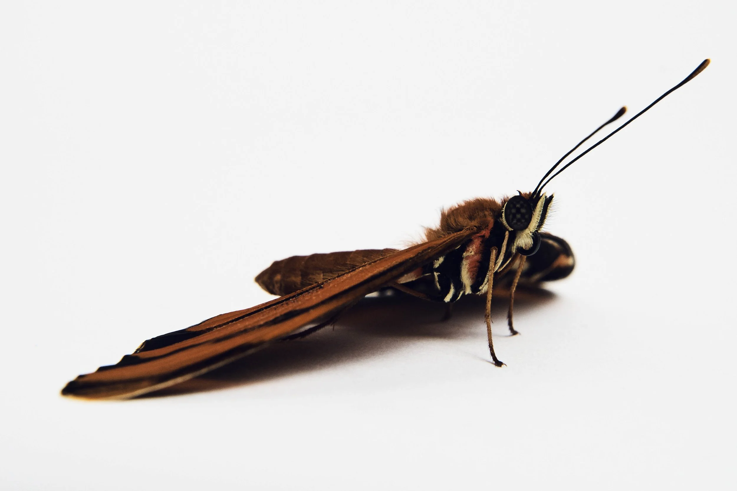 042423_NHM_Insects_BandedOrangeButterfly_001 copy.jpg