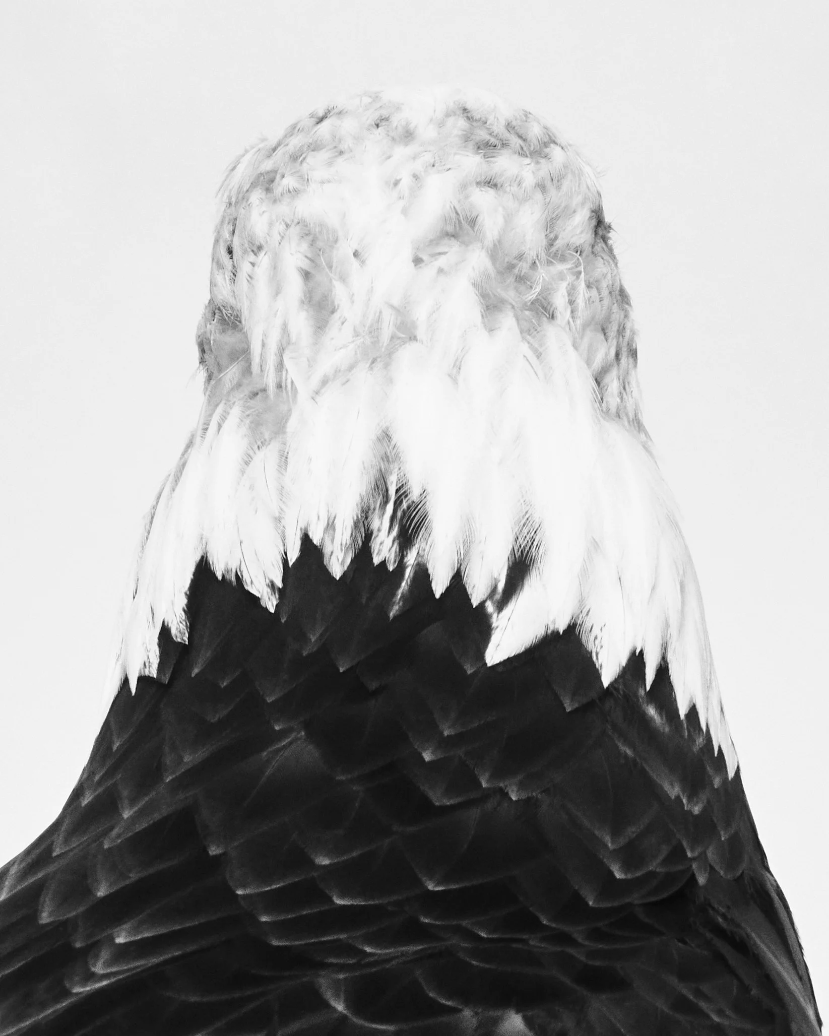 062723_WSJ_BaldEagle0018 1 copy.jpg