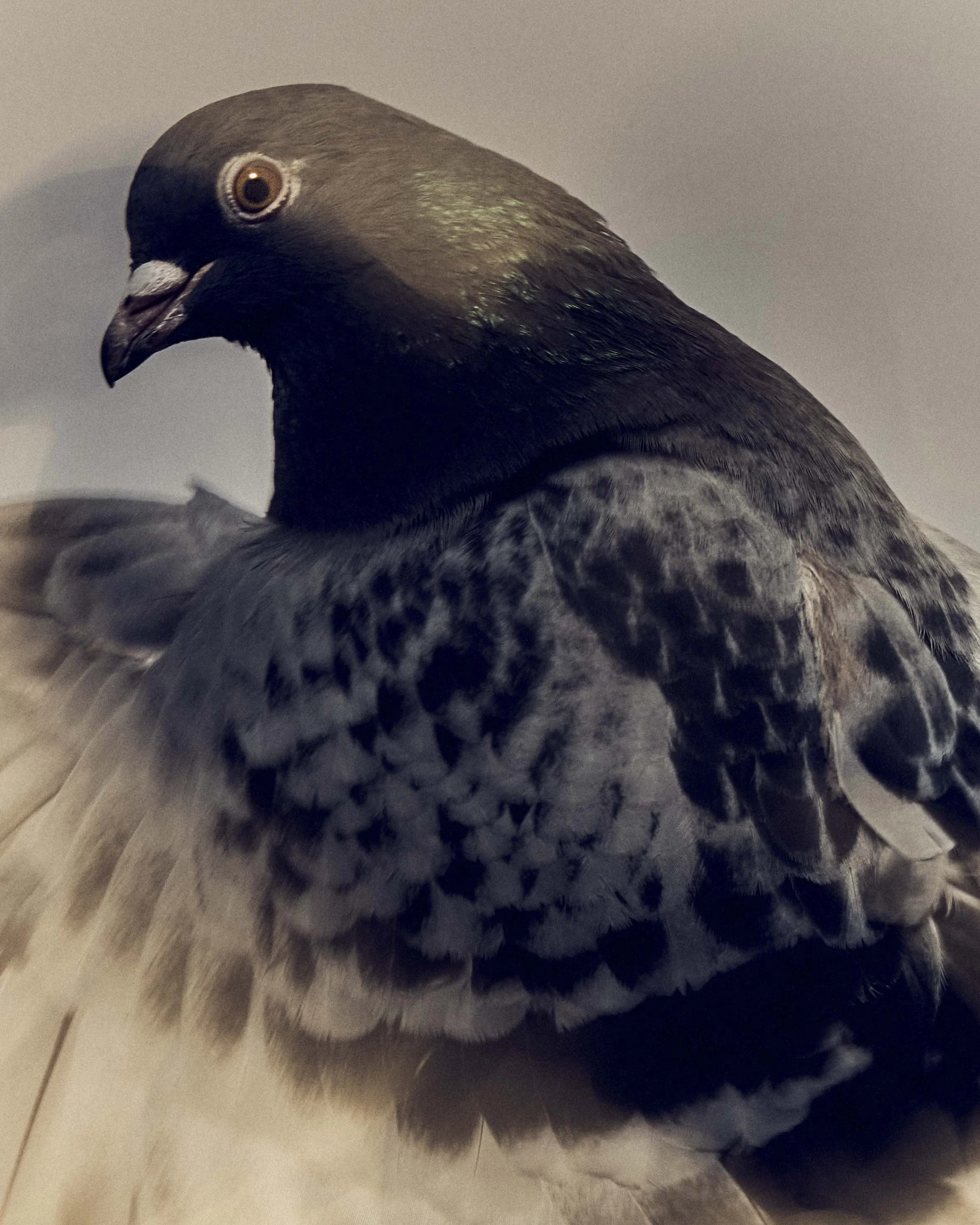 NewYorker_Pigeons_1_BadBunny_064.jpg