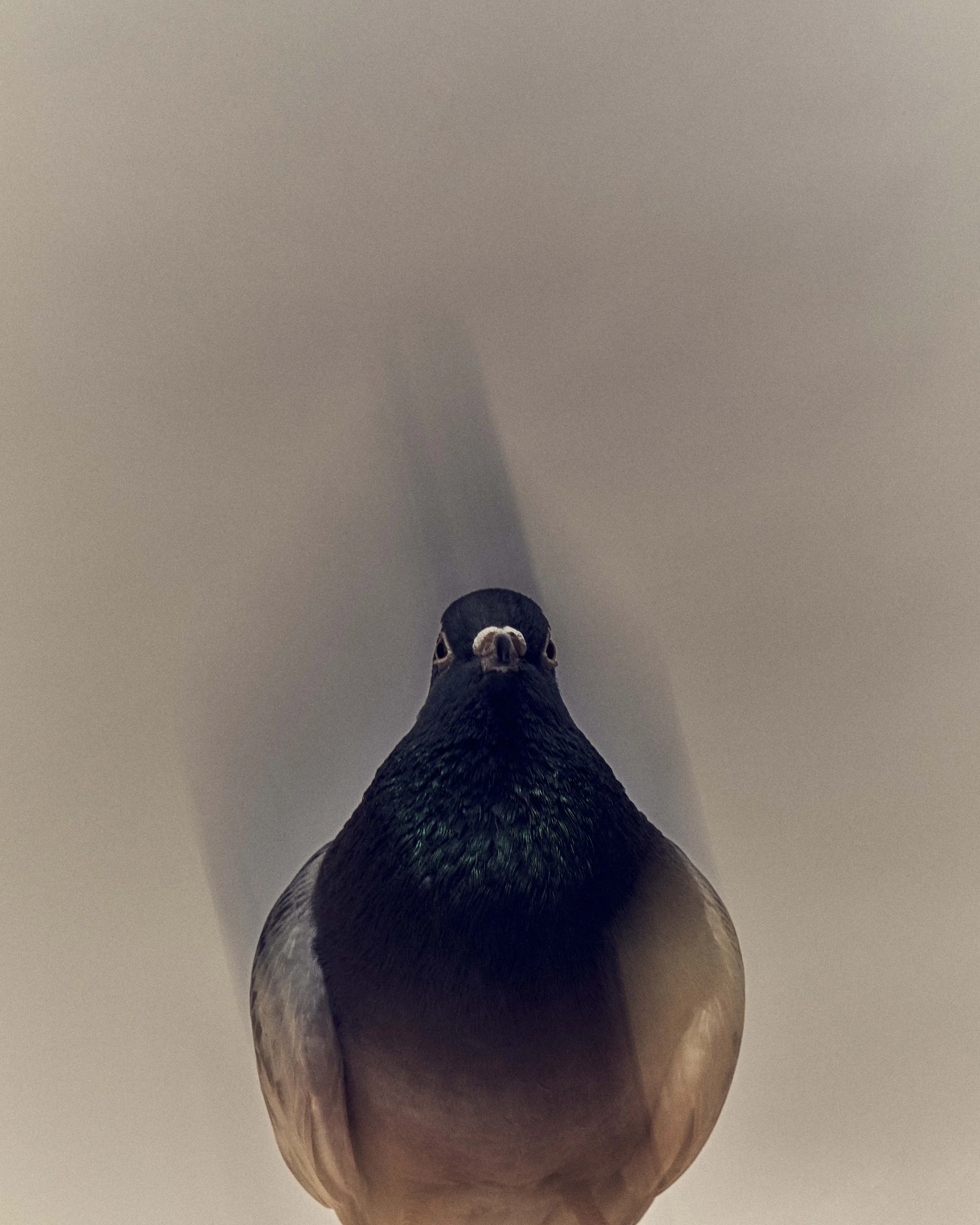 NewYorker_Pigeons_1_BadBunny_069.jpg