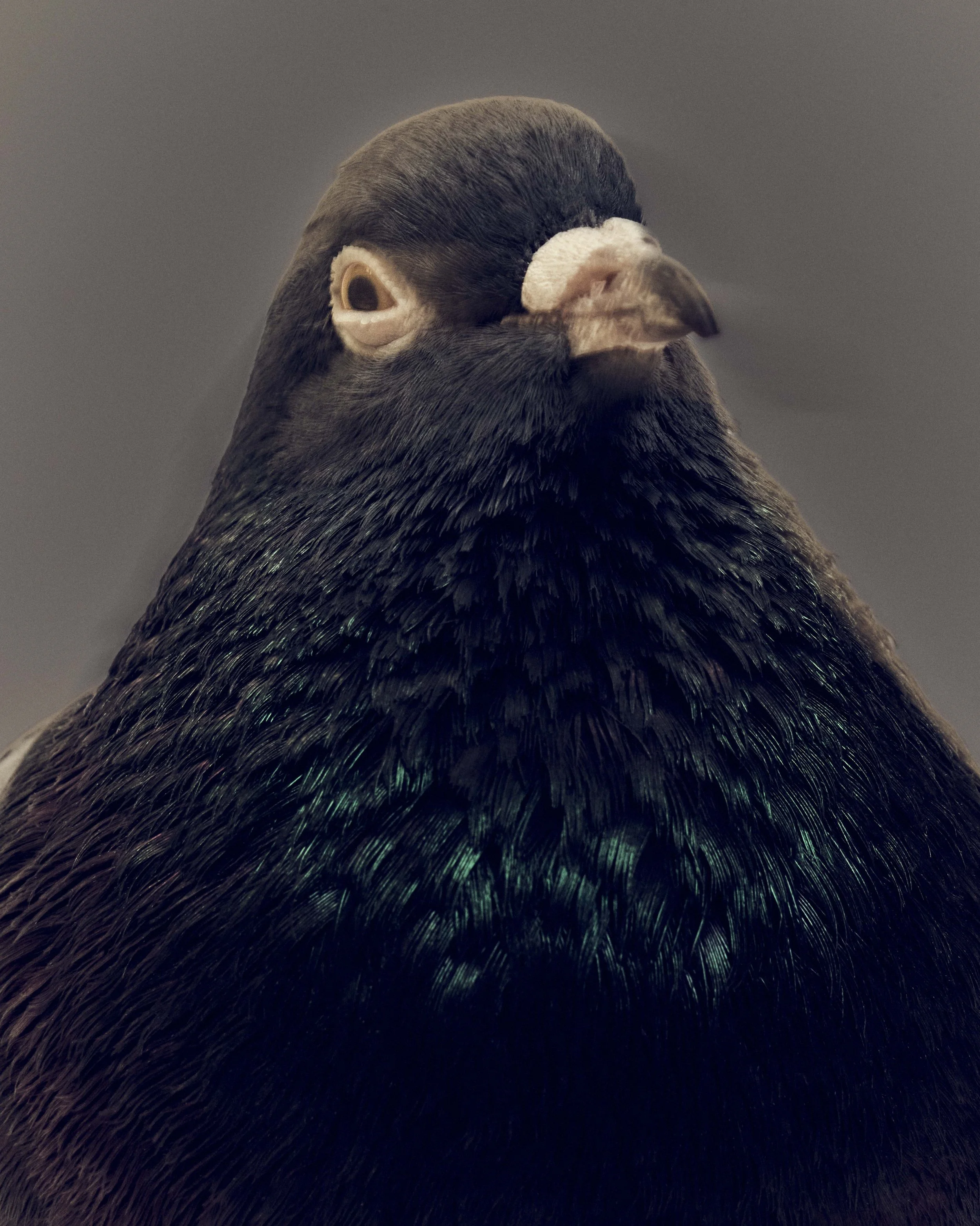NewYorker_Pigeons_1_BadBunny_160.jpg