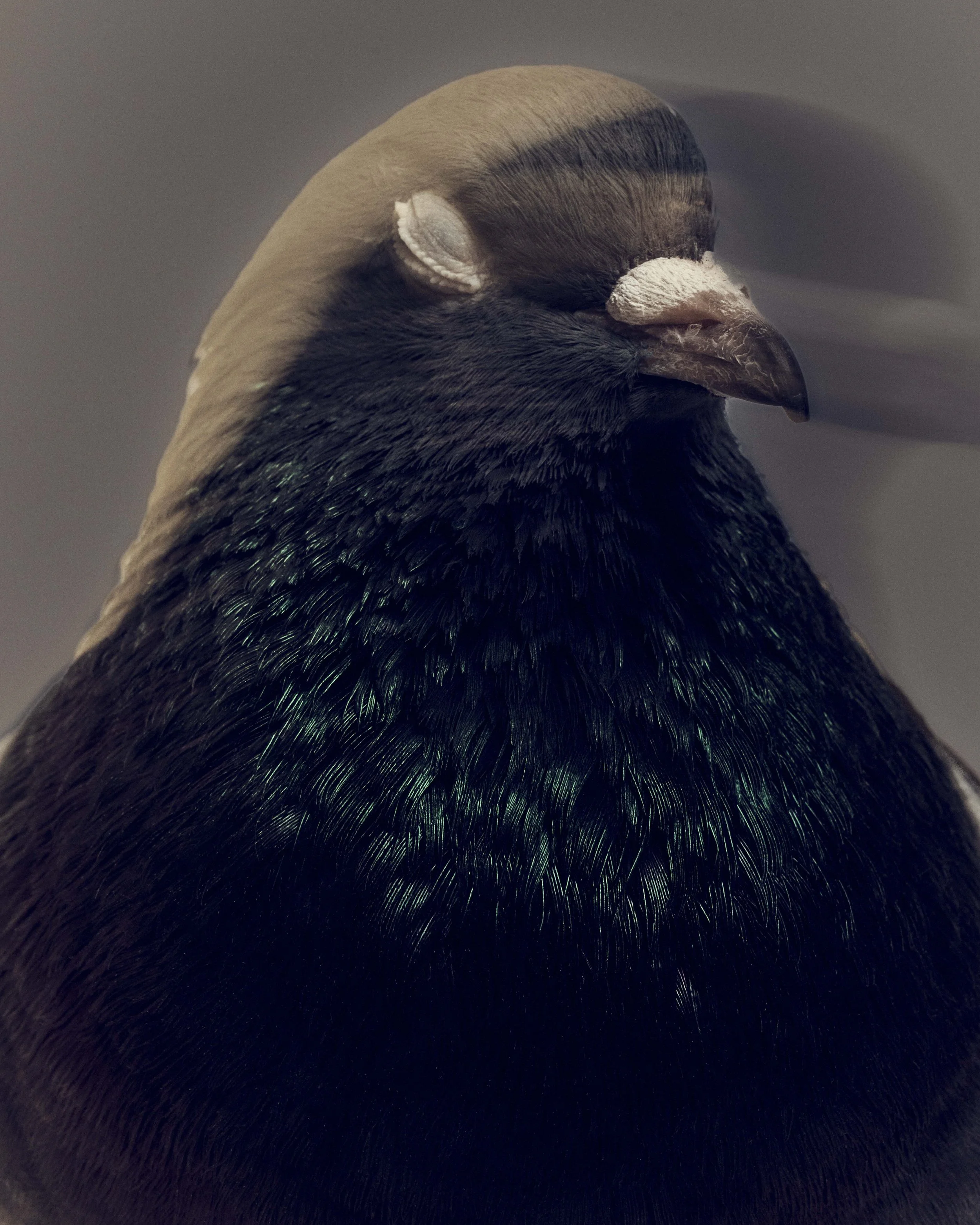 NewYorker_Pigeons_1_BadBunny_158.jpg