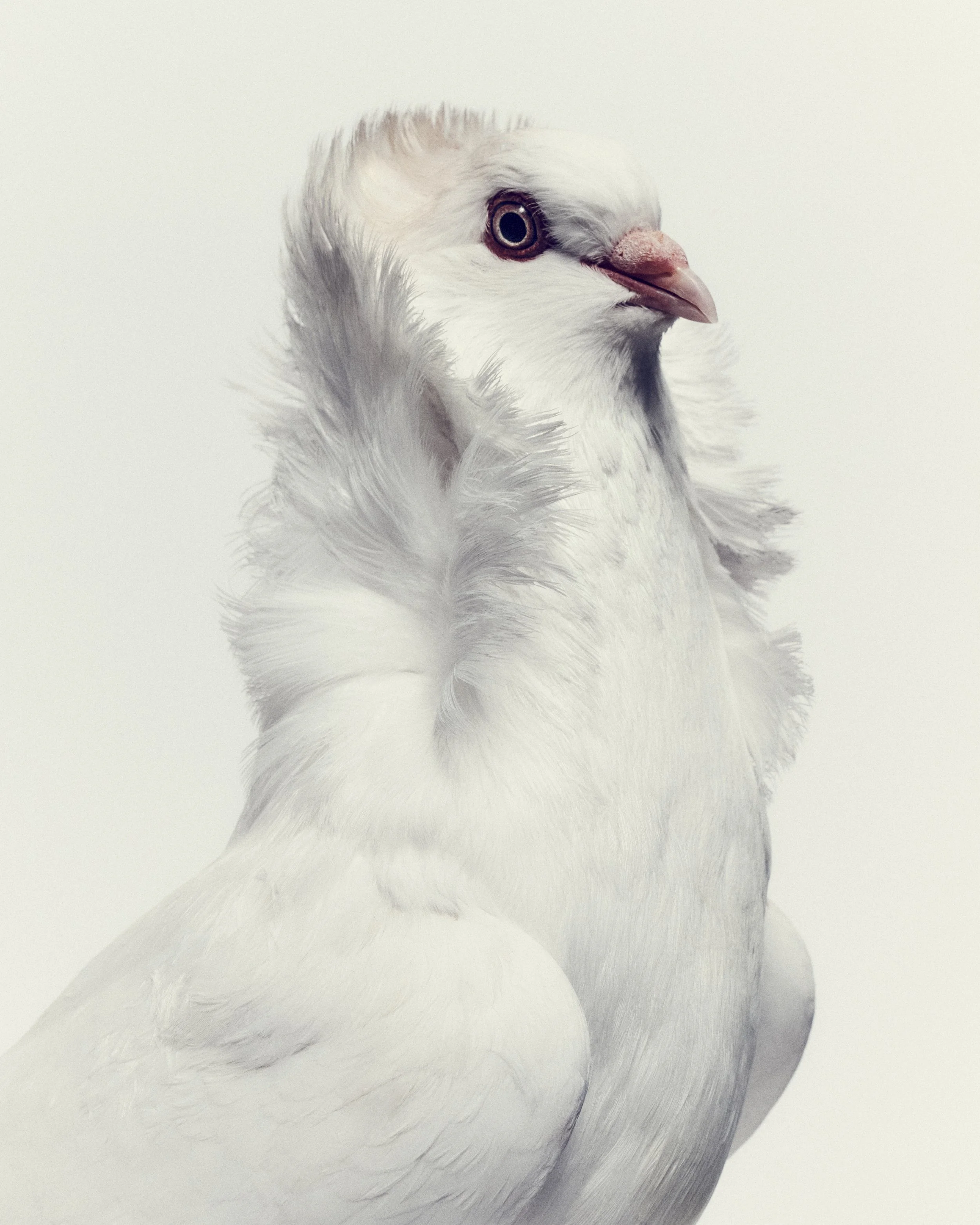 061126_NewYorker_Pigeons1396.jpg