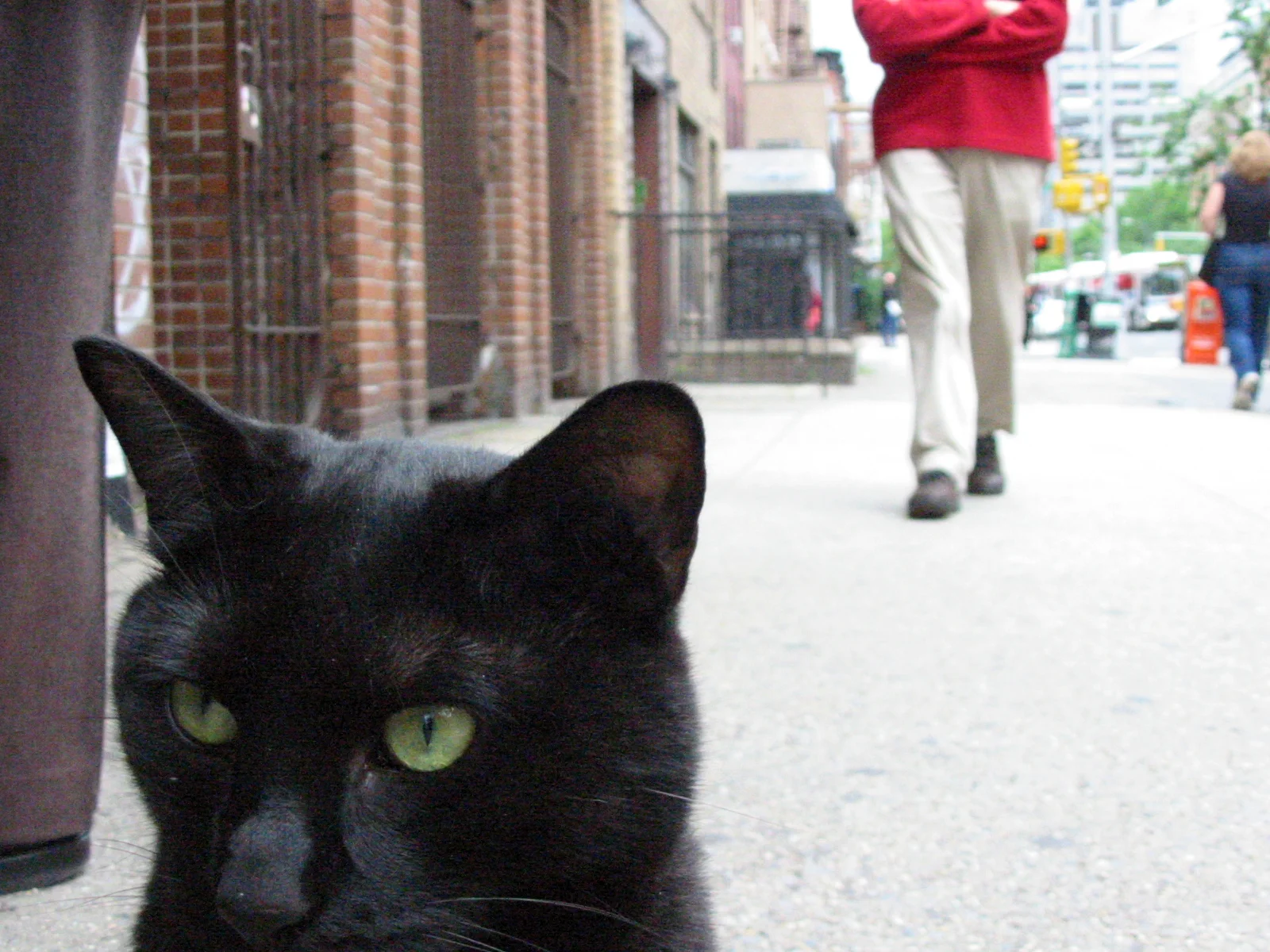 2nd Avenue Cat, New York City