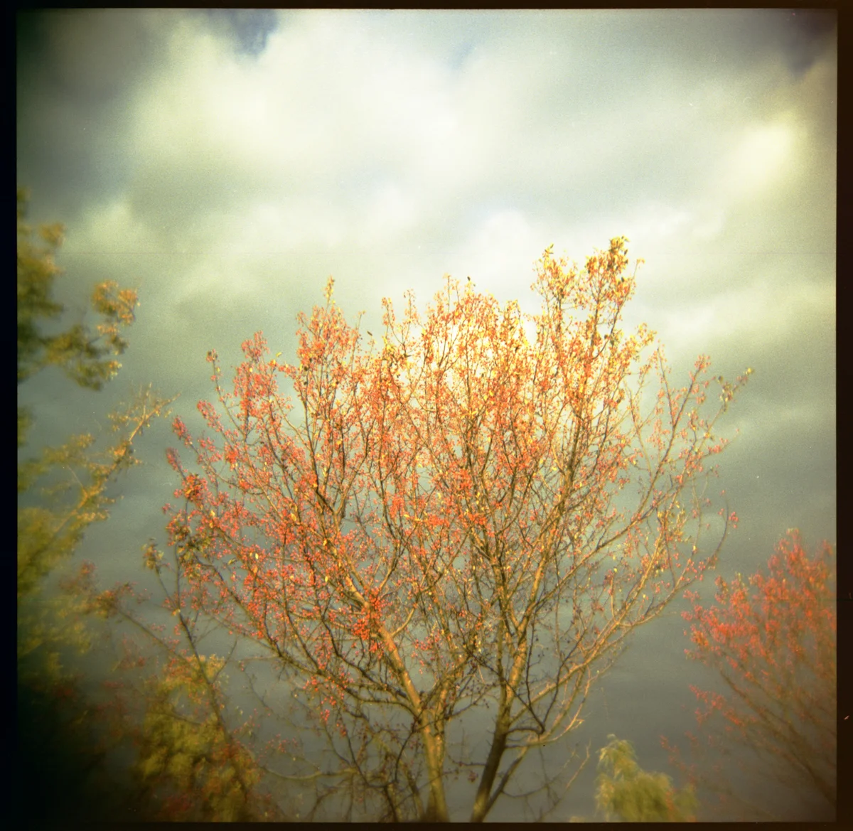 Blossoms, Hudson New York