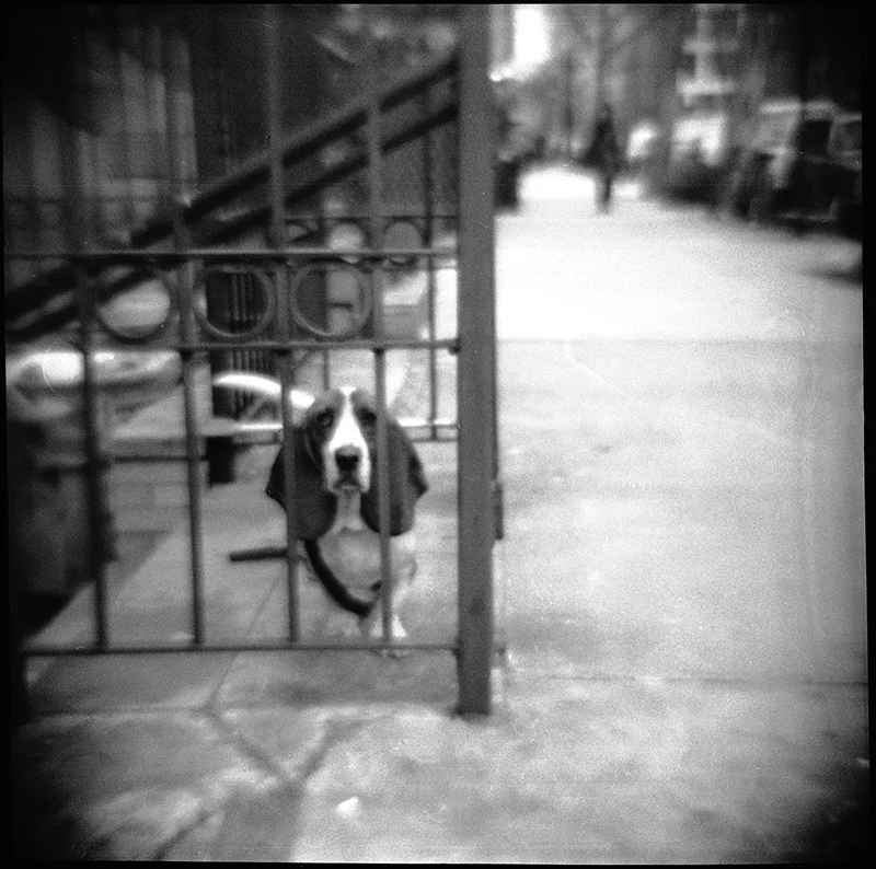 East Village Dog | New York, NY