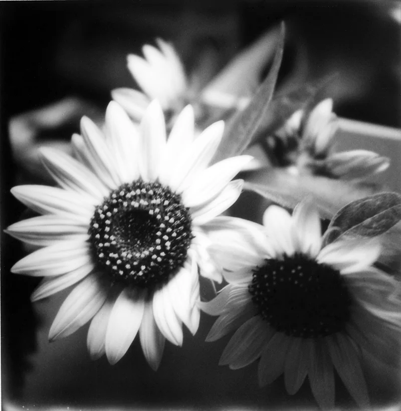 SUNFLOWERS AT HOME