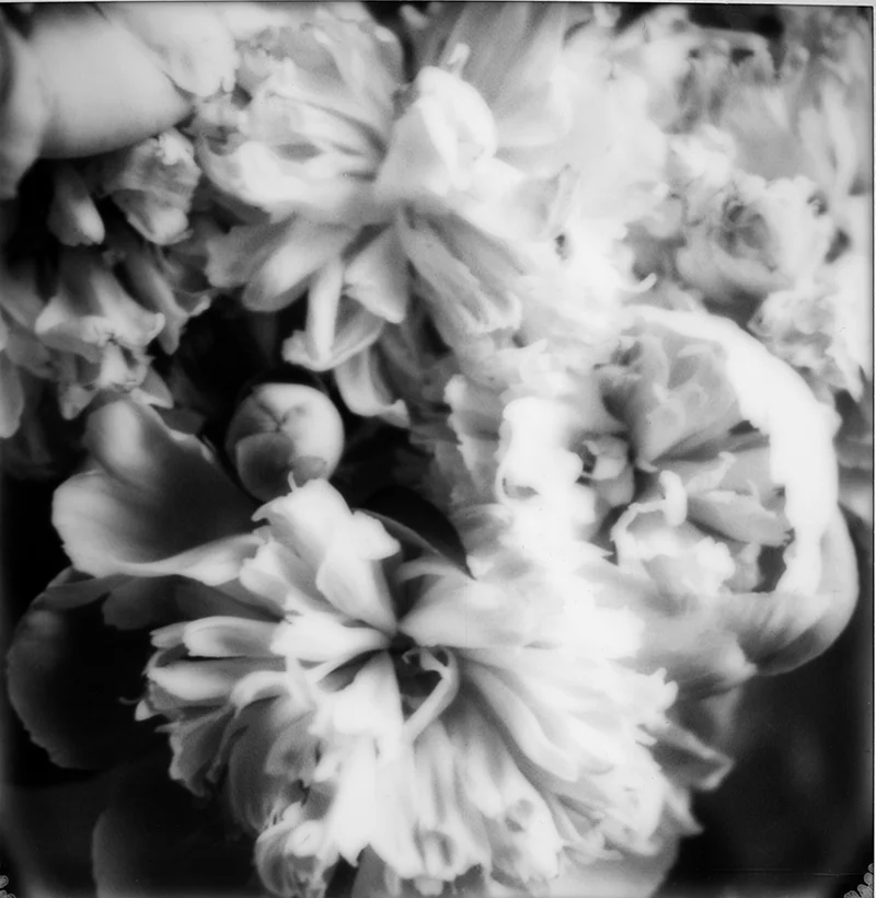 Bloom | Hudson NY