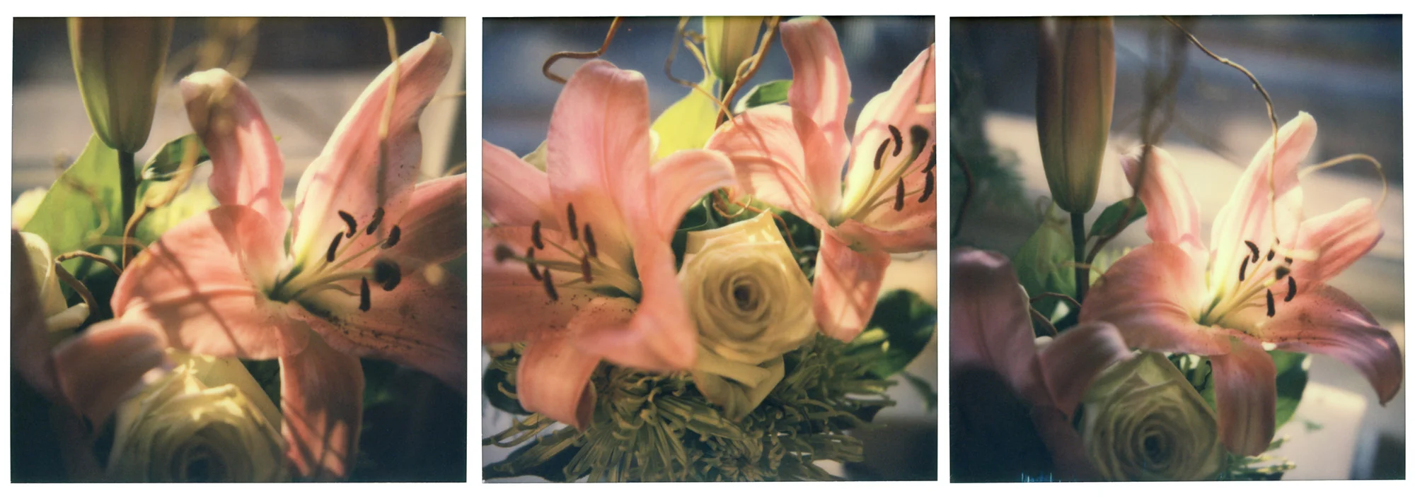 Lily Triptych