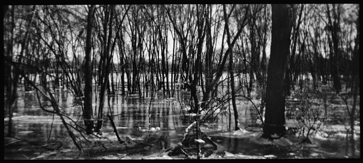 Ice Forest | Washington Street, Scotia, NY