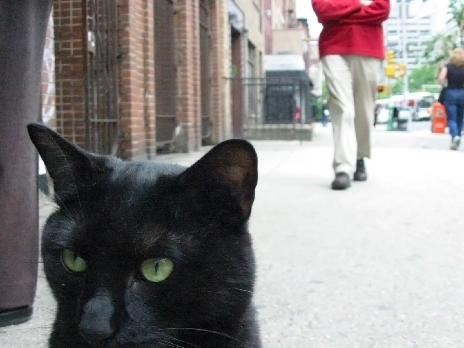Black Cat on 2nd Avenue