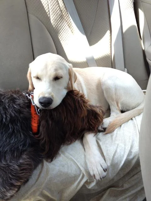 Love you, Einstein! - Betty
