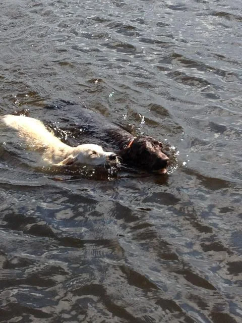 yellow-lab-swimming.jpg