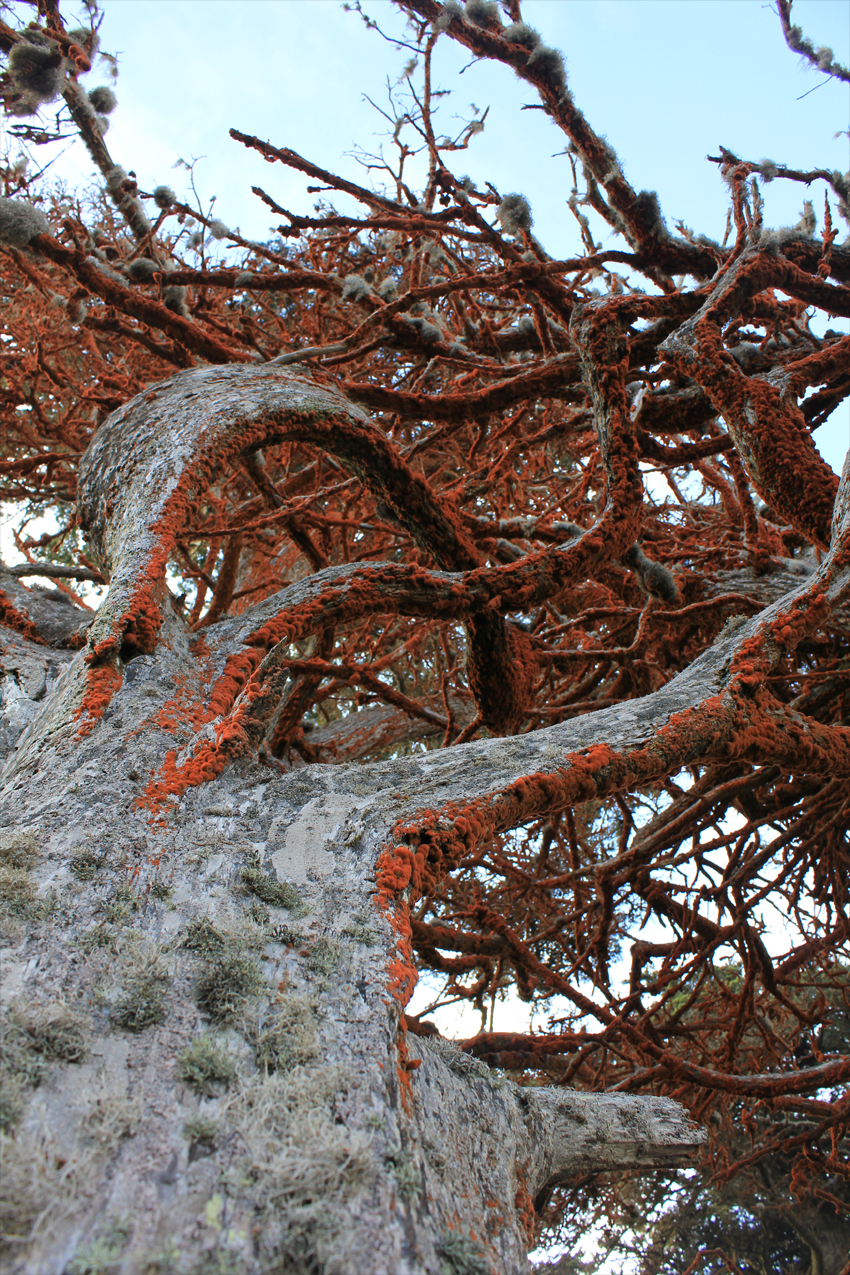 photo_tree_carotine_web.jpg