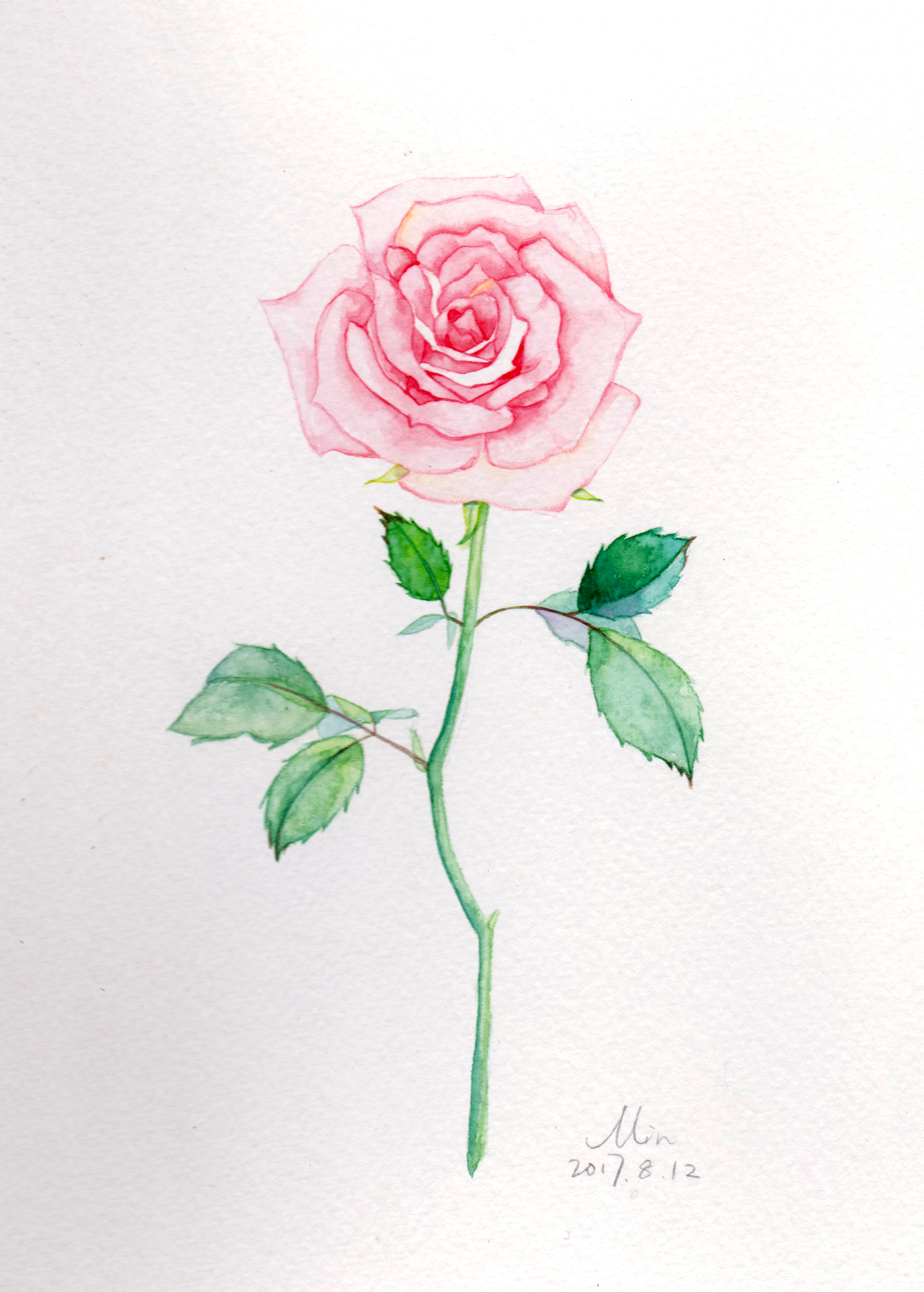 rose.png