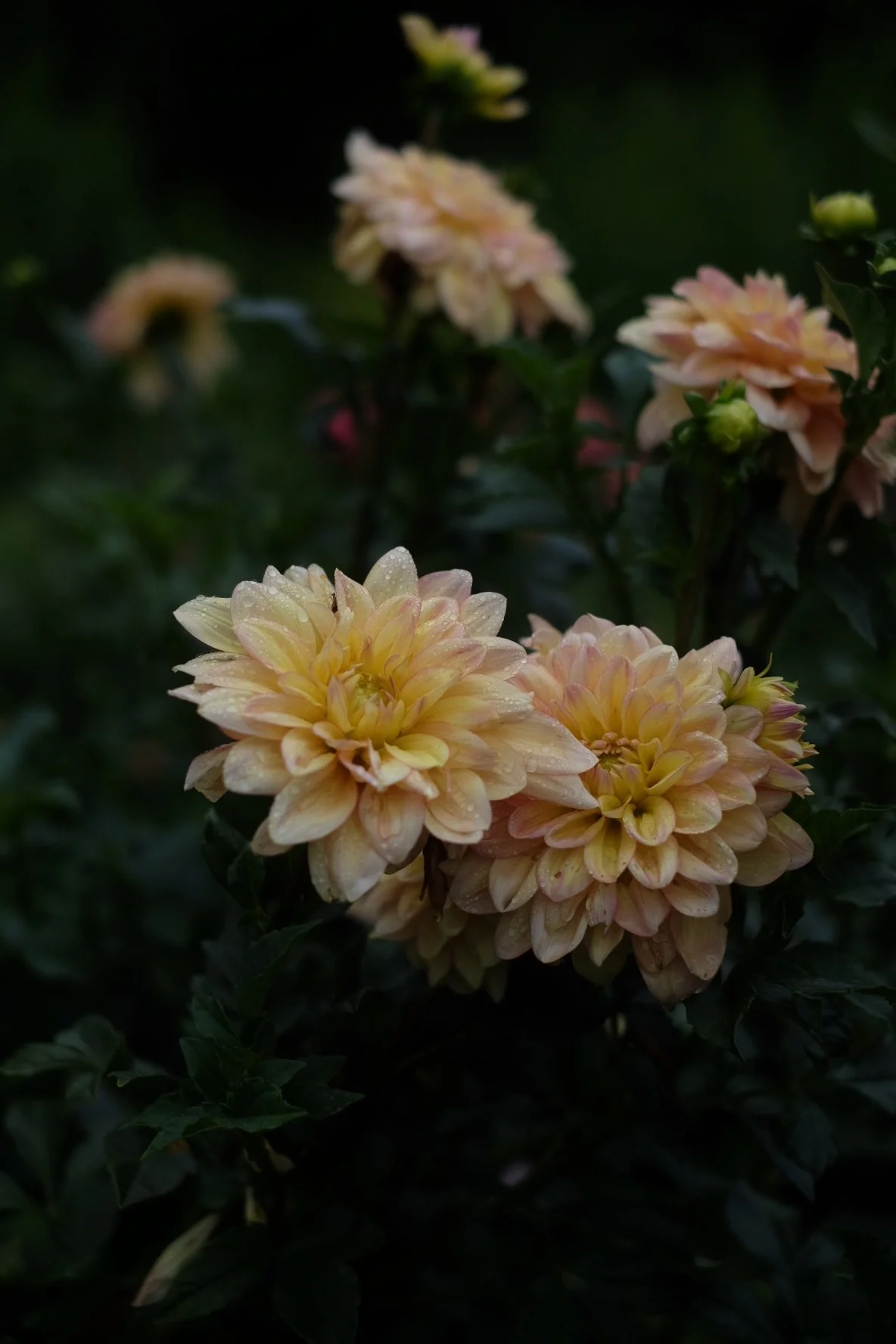 Wyn's New Pastel Dahlia