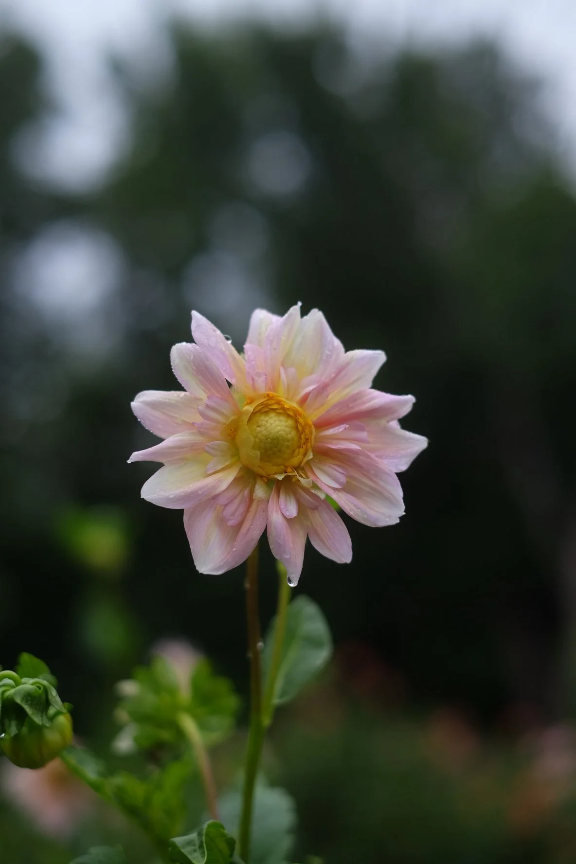 Appleblossom Dahlia