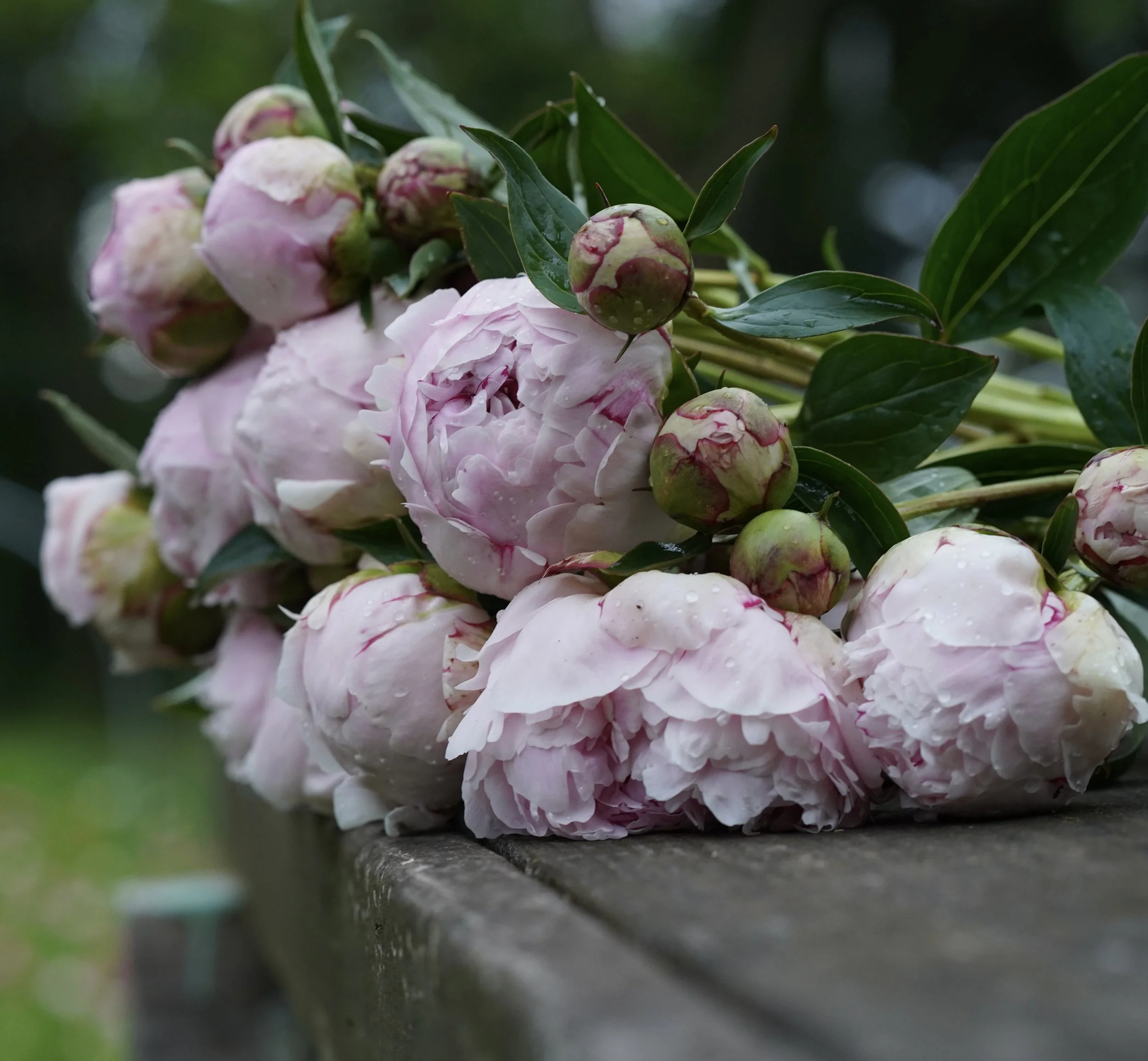 Fresh Cut Flowers-   NATIONWIDE SHIPPING