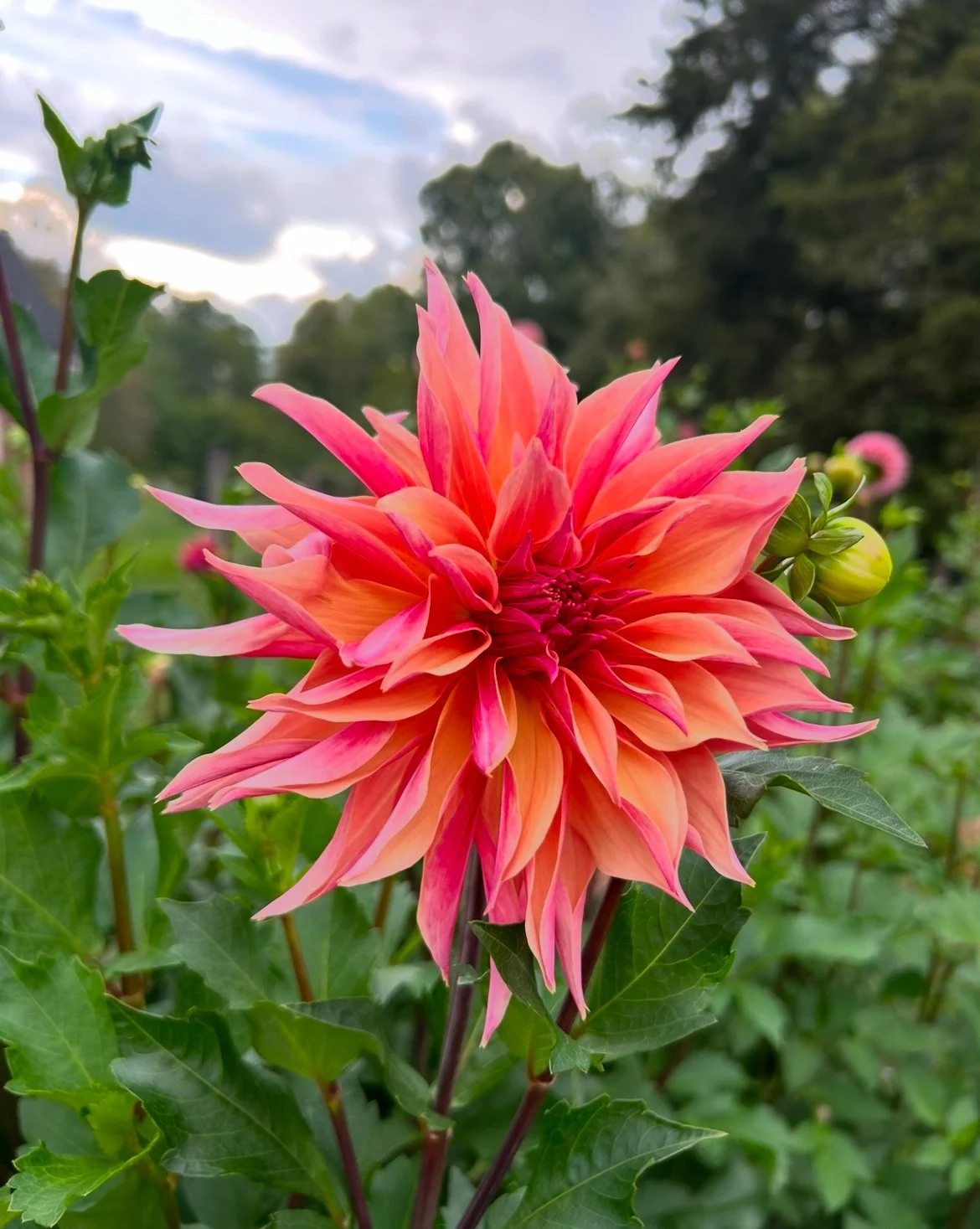 Labyrinth Dahlia