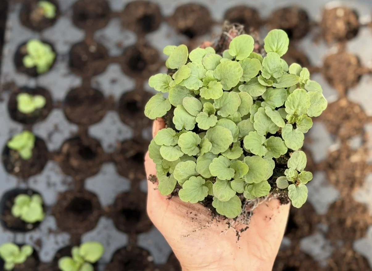 Curated Cut Flower Garden (Summer/Fall)