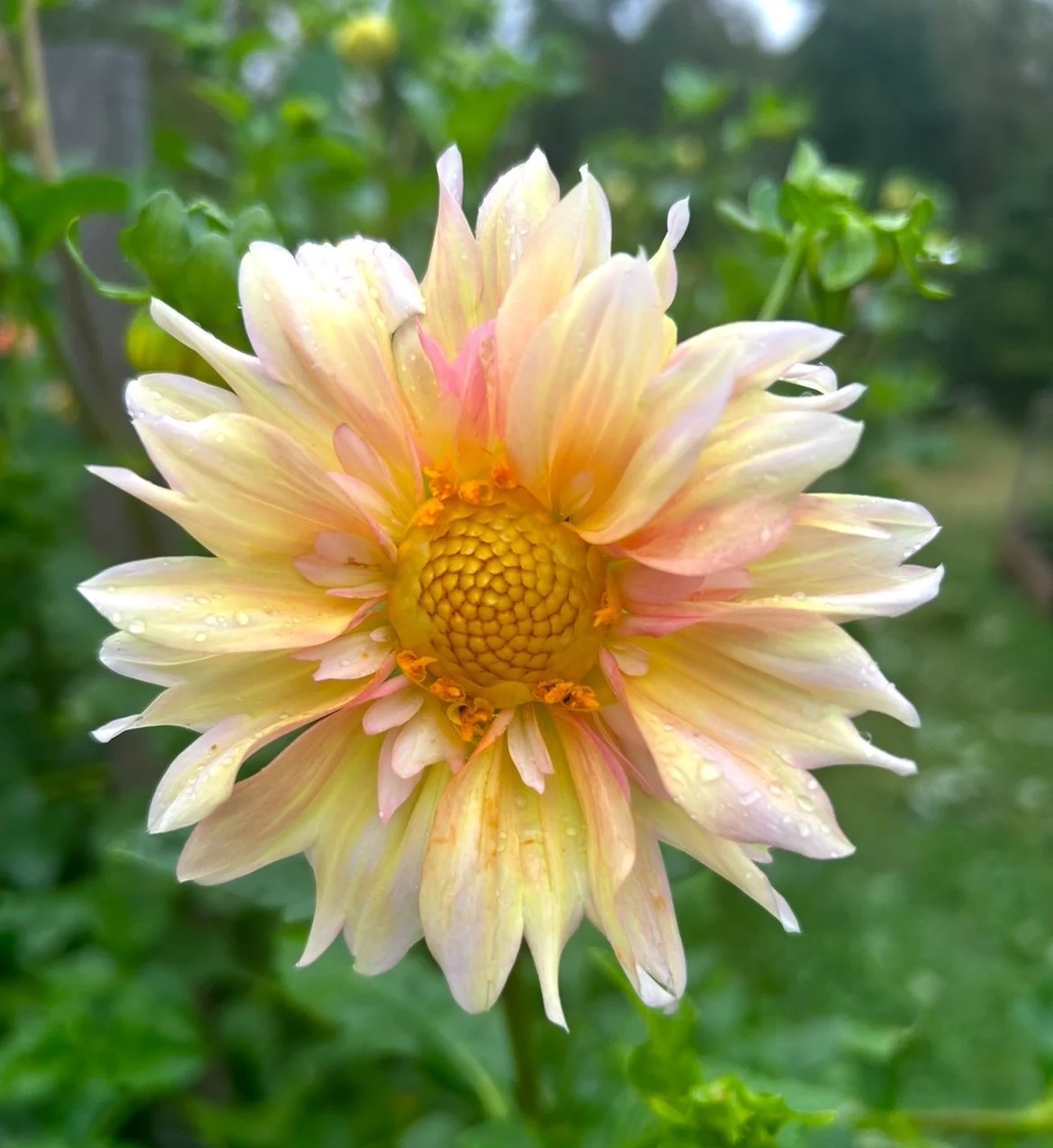 Appleblossom Dahlia