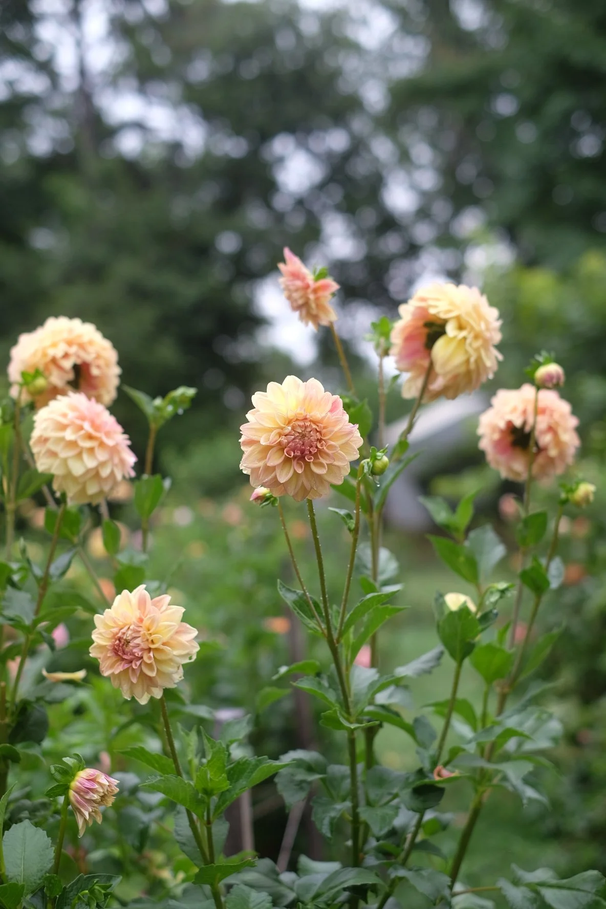 C877D886-618A-44A1-93DA-590AFEE6B6D4-21512-000006E9AFC8F19A 2.JPG