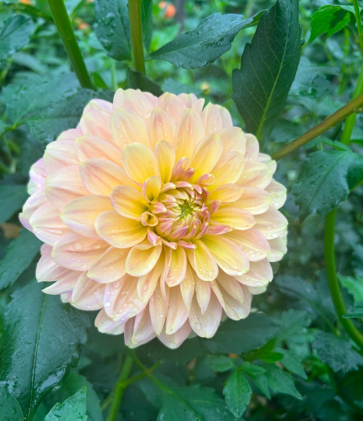Wyn's New Pastel Dahlia