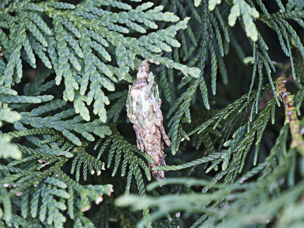 bag-worm01.jpg