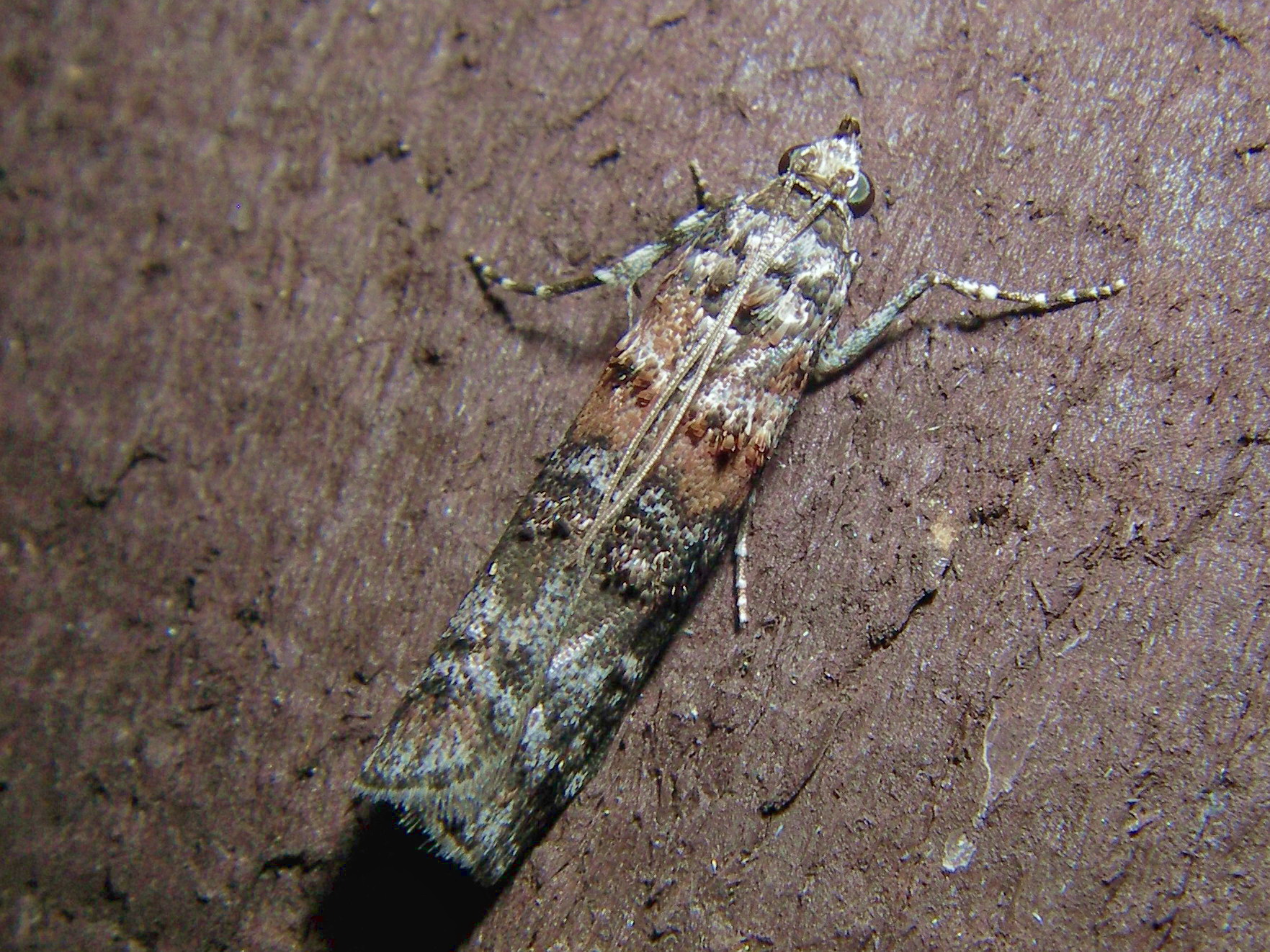 5852_p_dioryctria_zimmermani_zimmerman_pine_moth_warwick_ma_09_1b.jpg