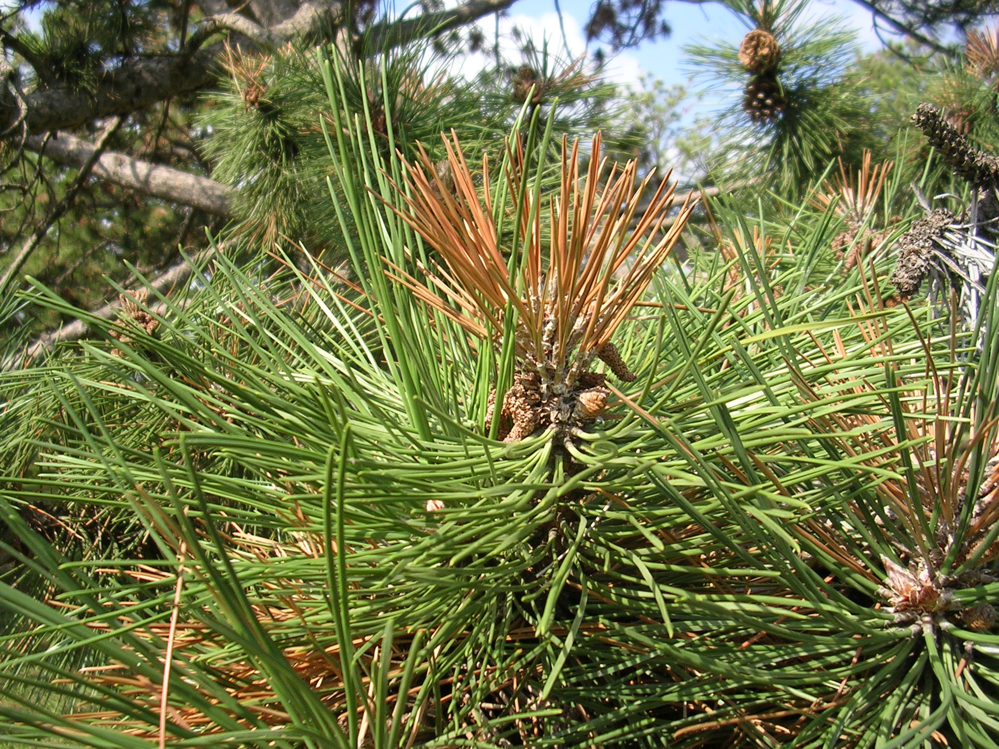brown pine needles.jpg