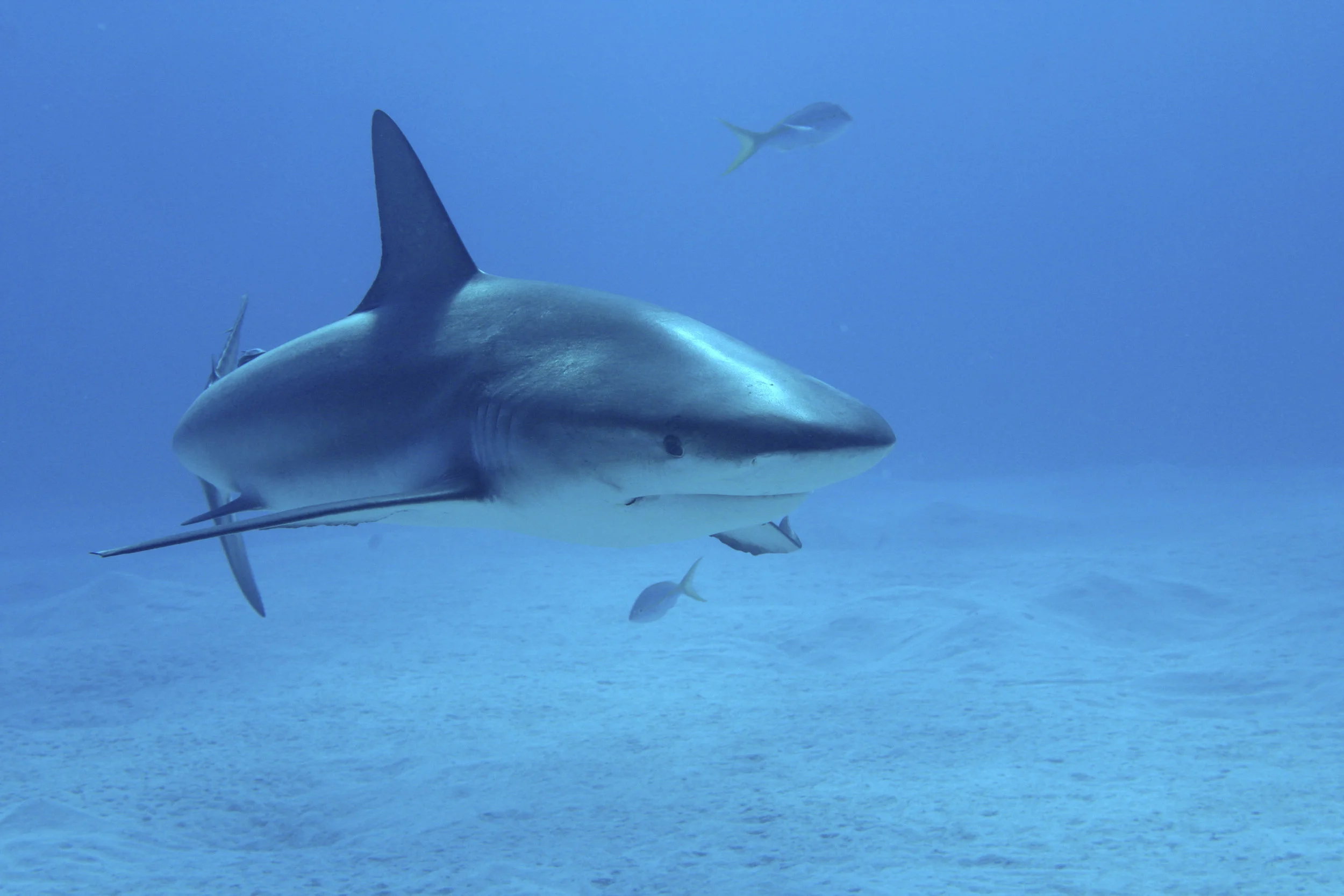 john p johnson_W_0001.JPG