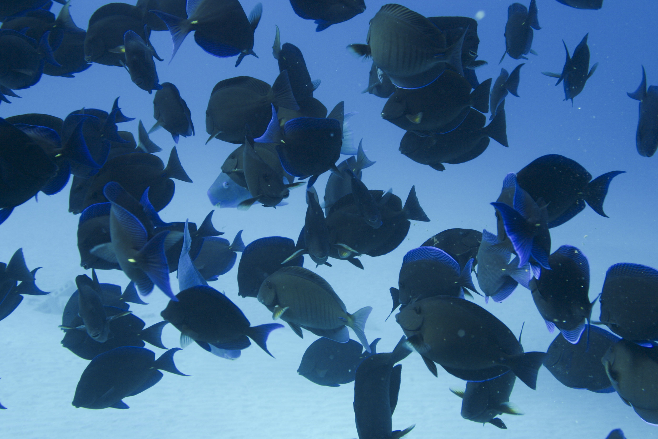 john p johnson_W_0009.JPG