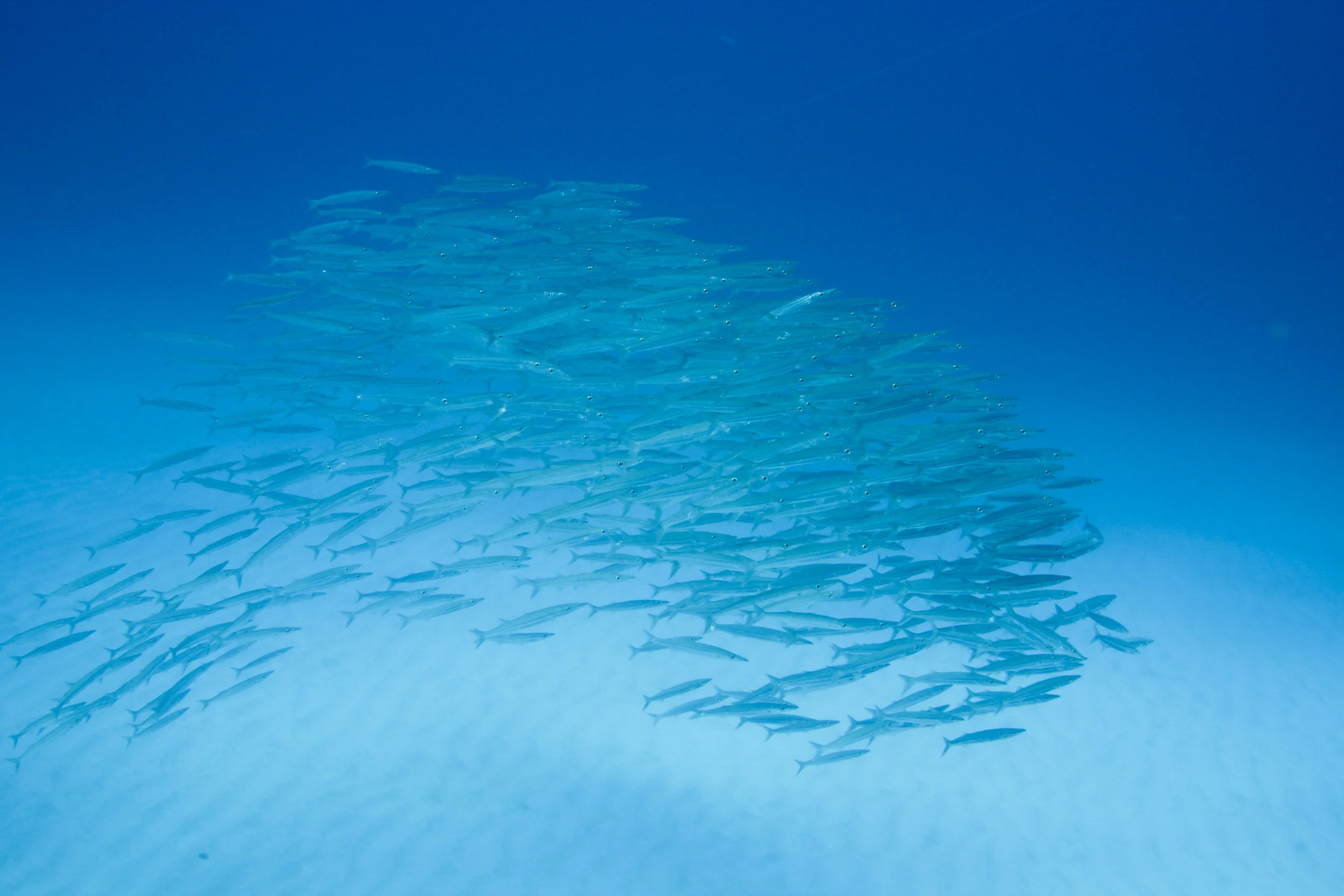 john p johnson_W_0010.JPG