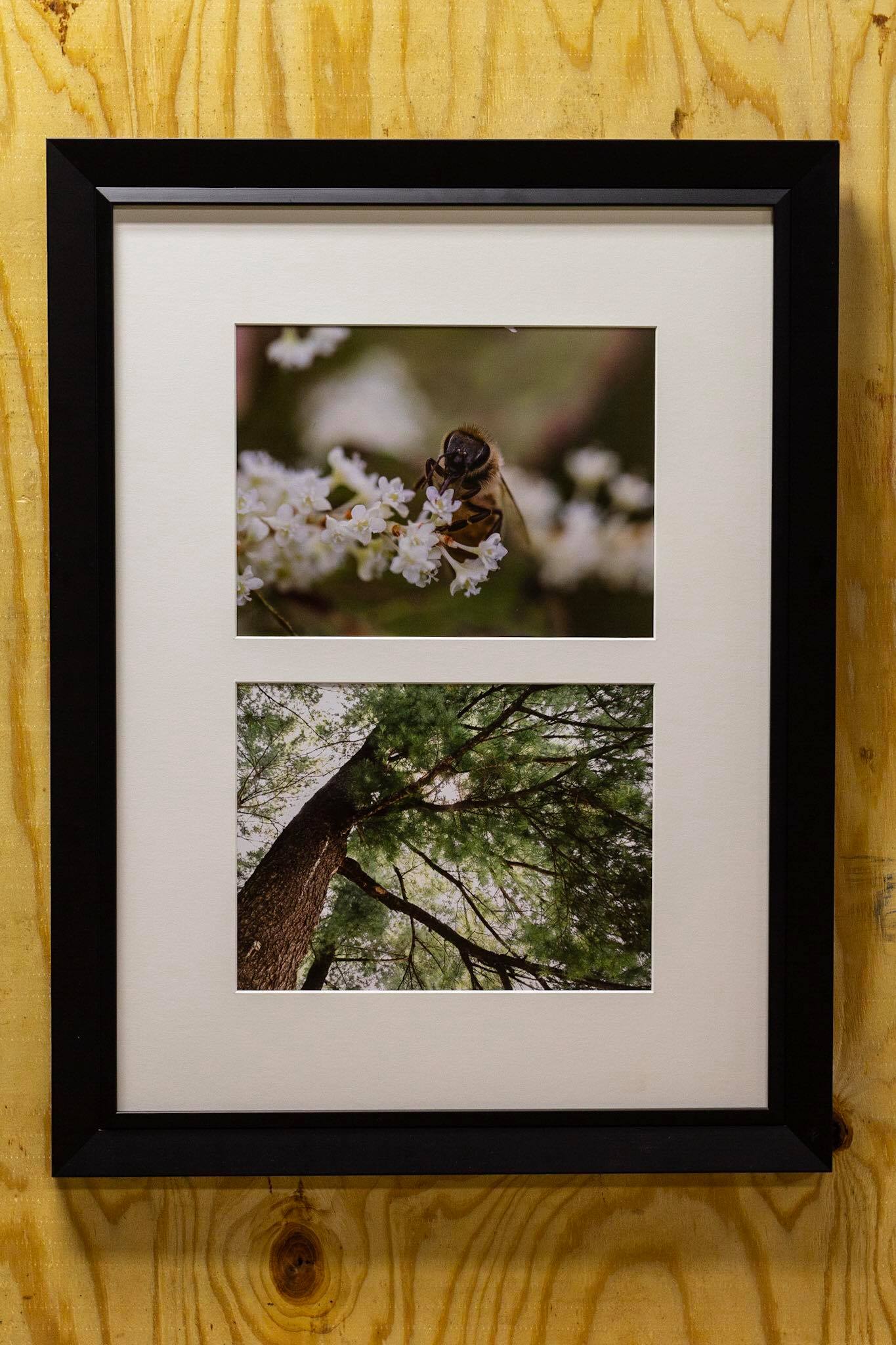 Bee and Tree photos by Anon.jpg