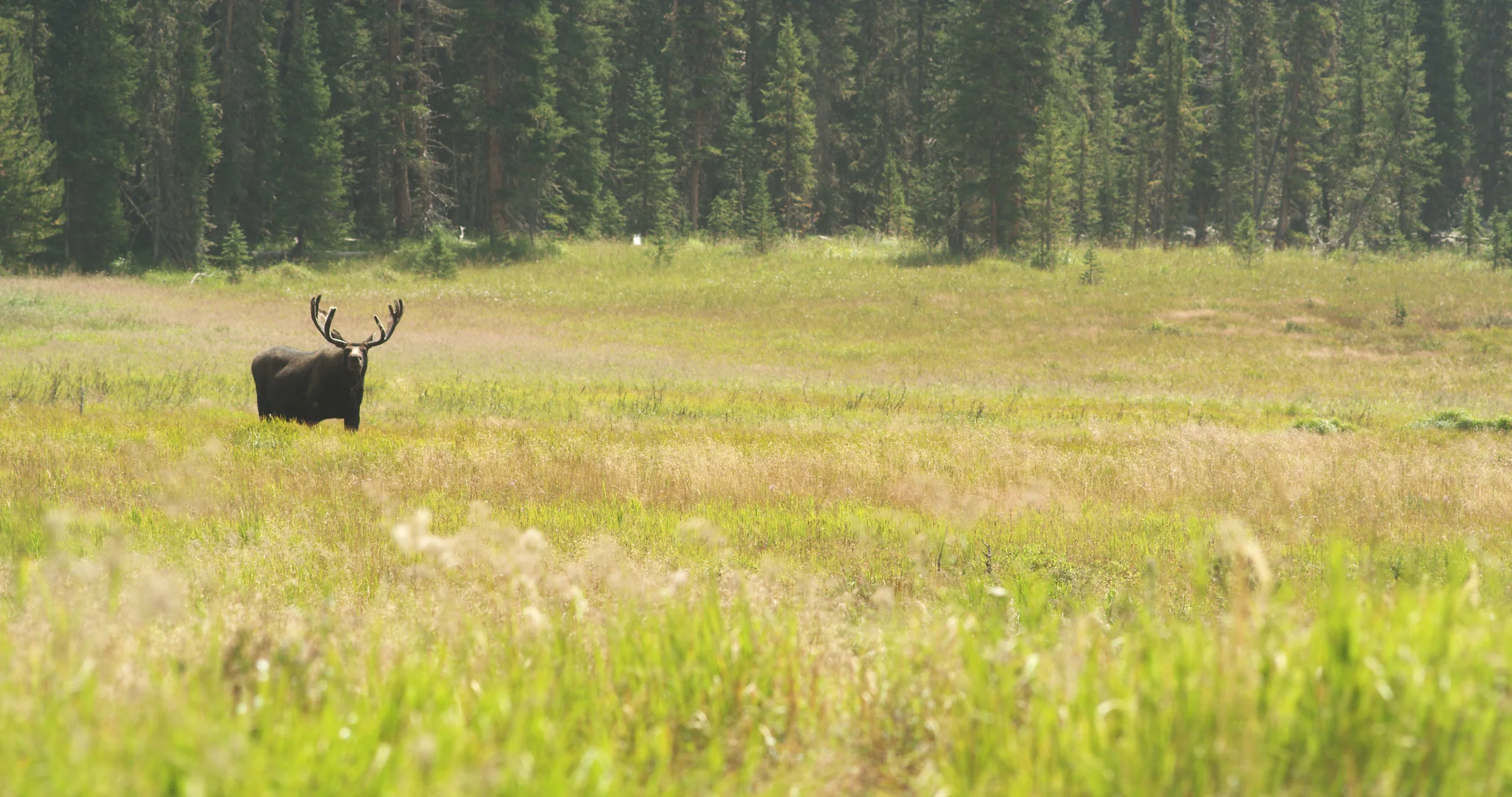JIm The Moose.jpg