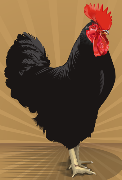 black rooster_fin050906lores.bmp