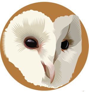 Barn Owl, Q. Cassetti, 2013, Adobe Illustrator, CS5
