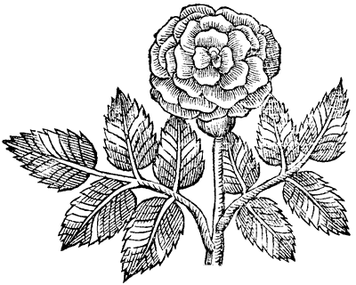 Rose Paradisis, 1629