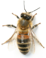 isolated-bee.jpg