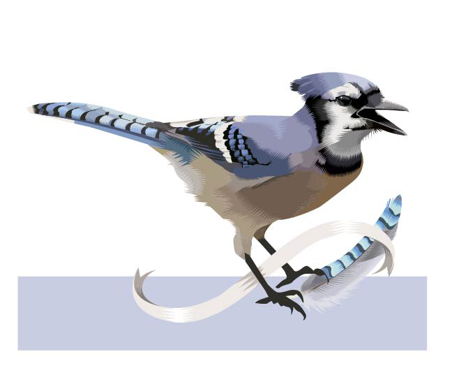 jay.jpg