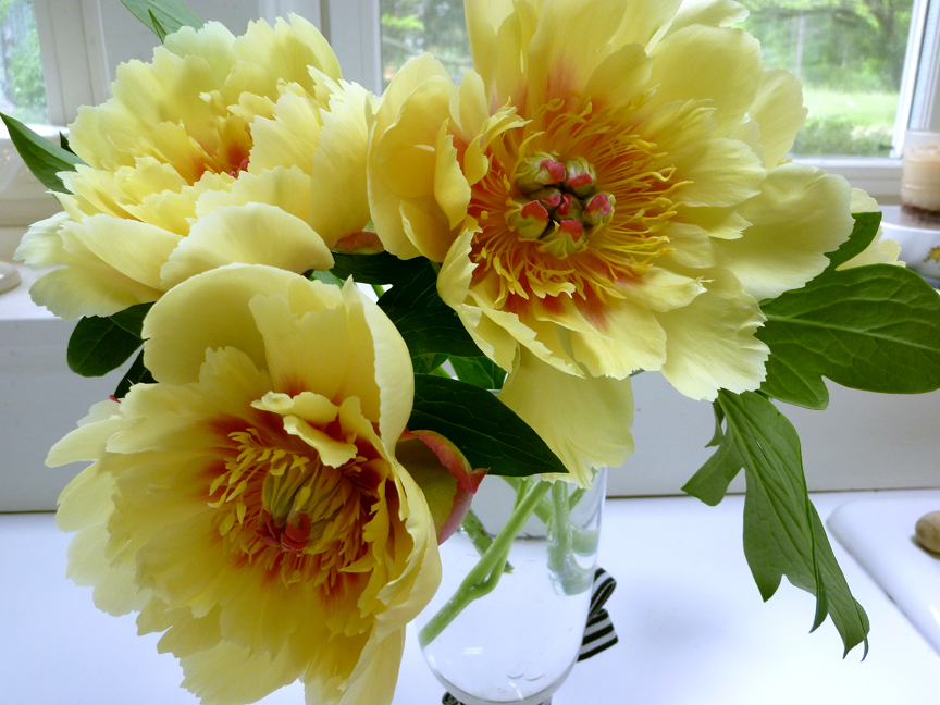 Golden Tree Peonies at the lake.